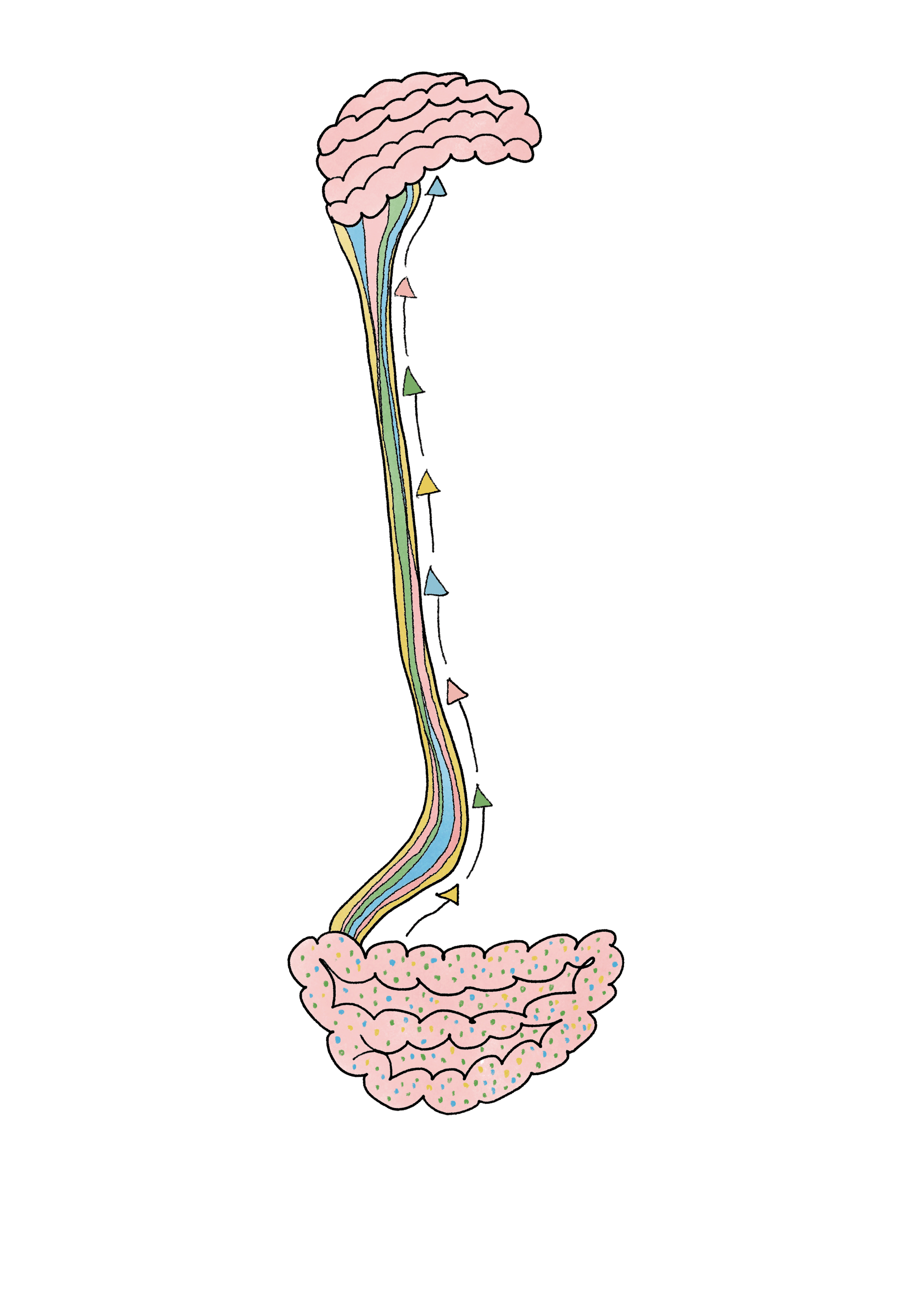 Animated Gut Brain Connection. 2024