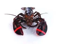 North American Lobster