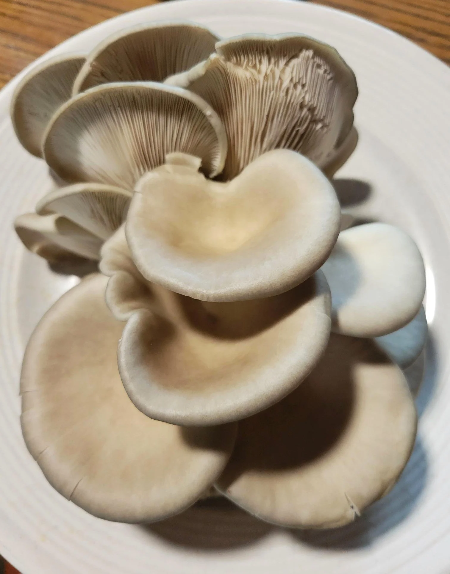 blue oyster final.jpg