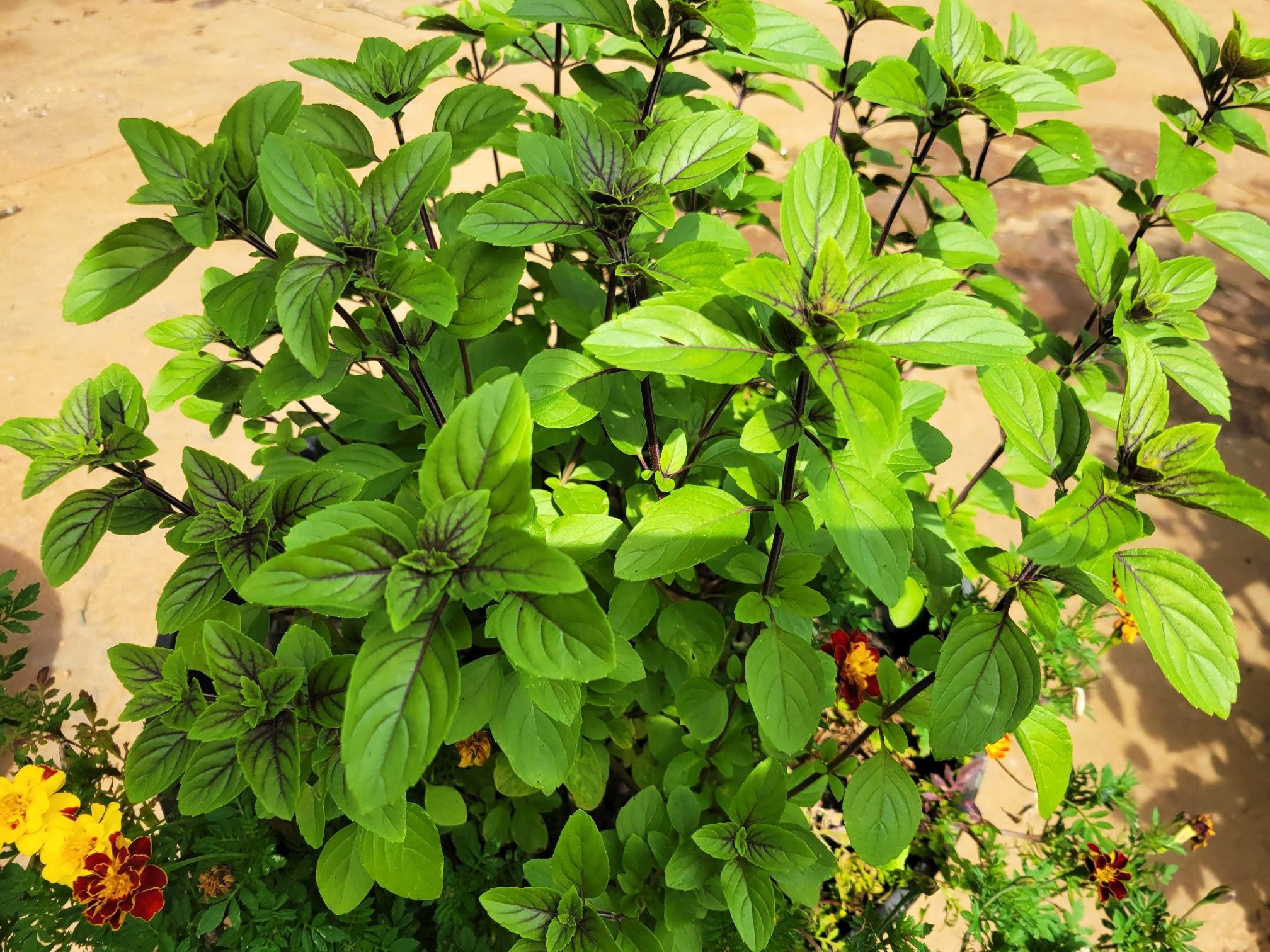 japanese basil inground.jpg