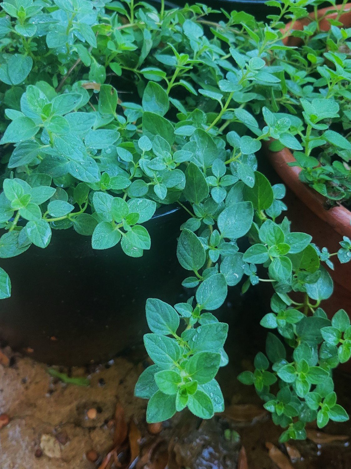 fresh oregano.jpg