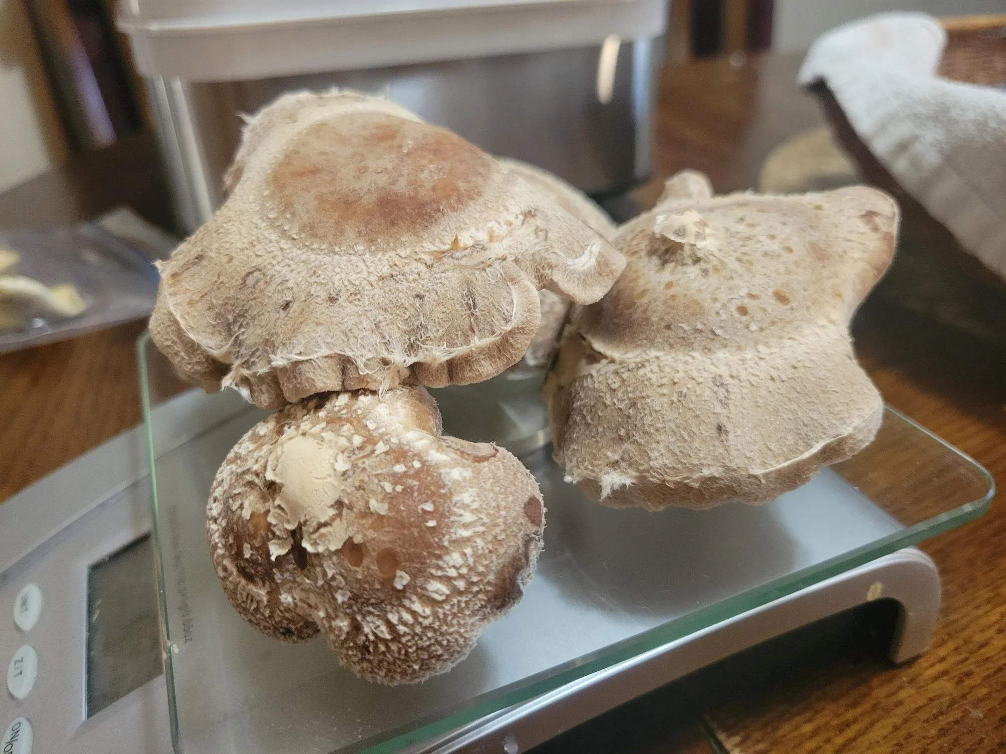 shitake 2.jpg