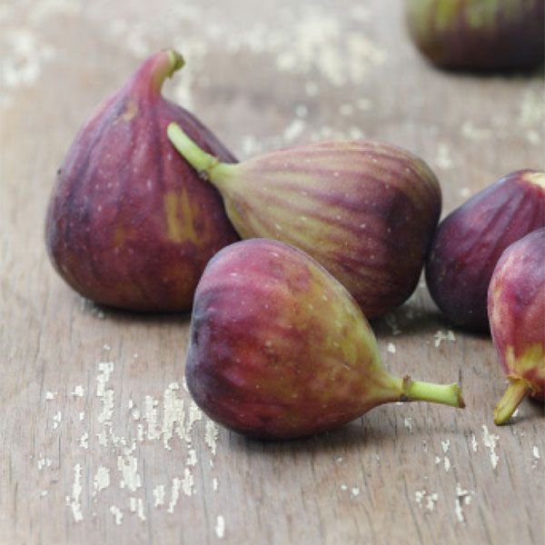 Celeste figs.jpg