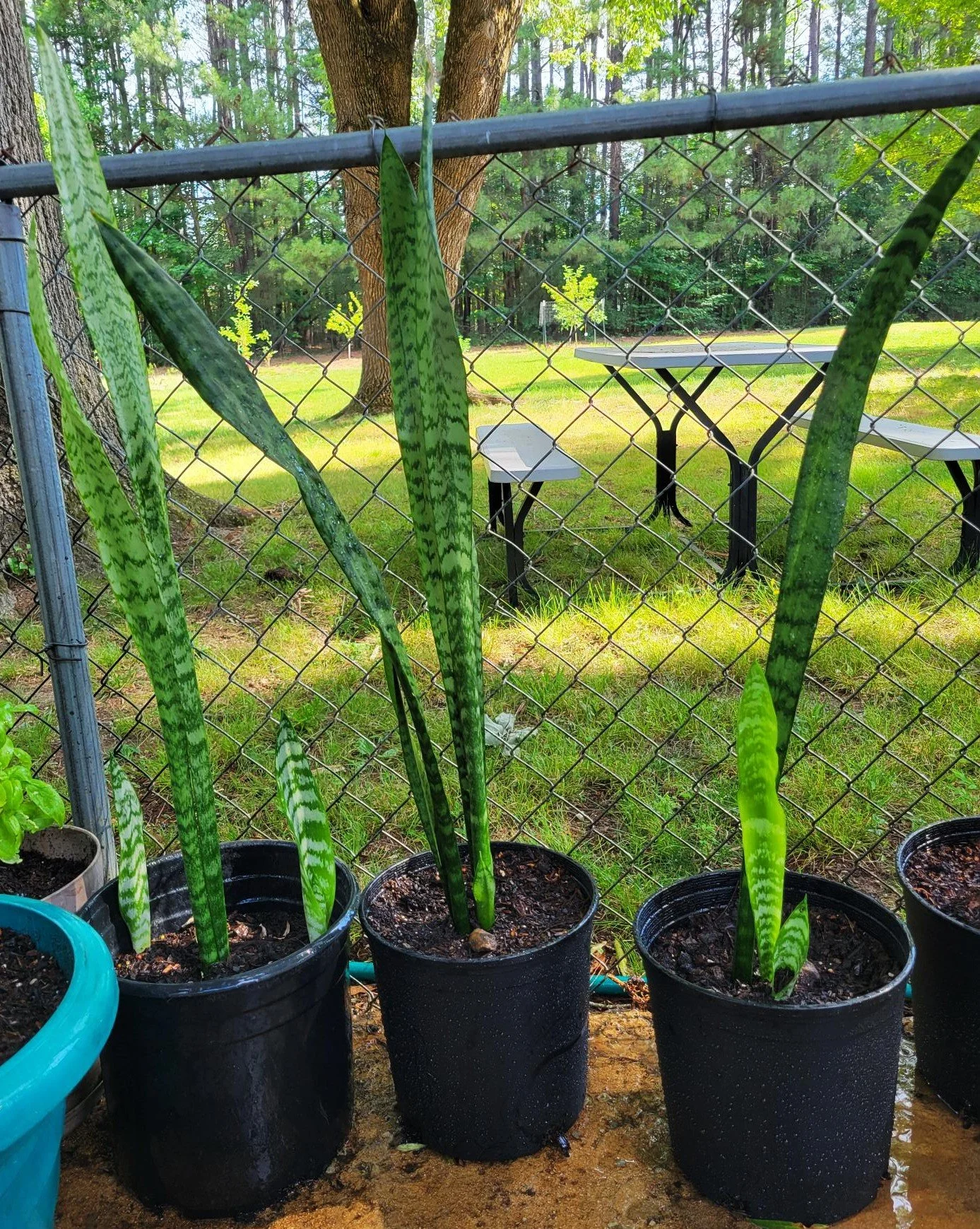 snake plant.jpg