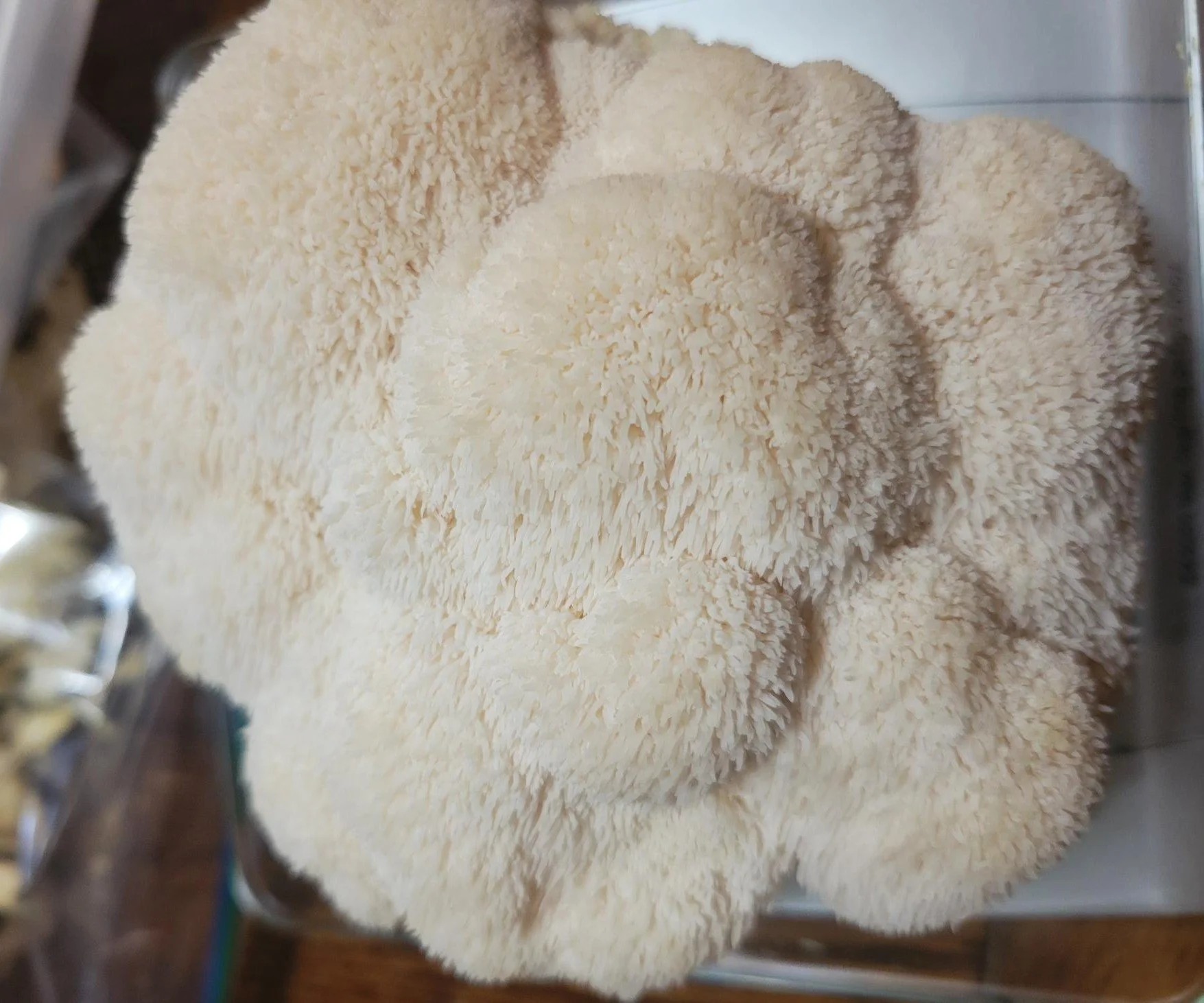 Lions mane final.jpg