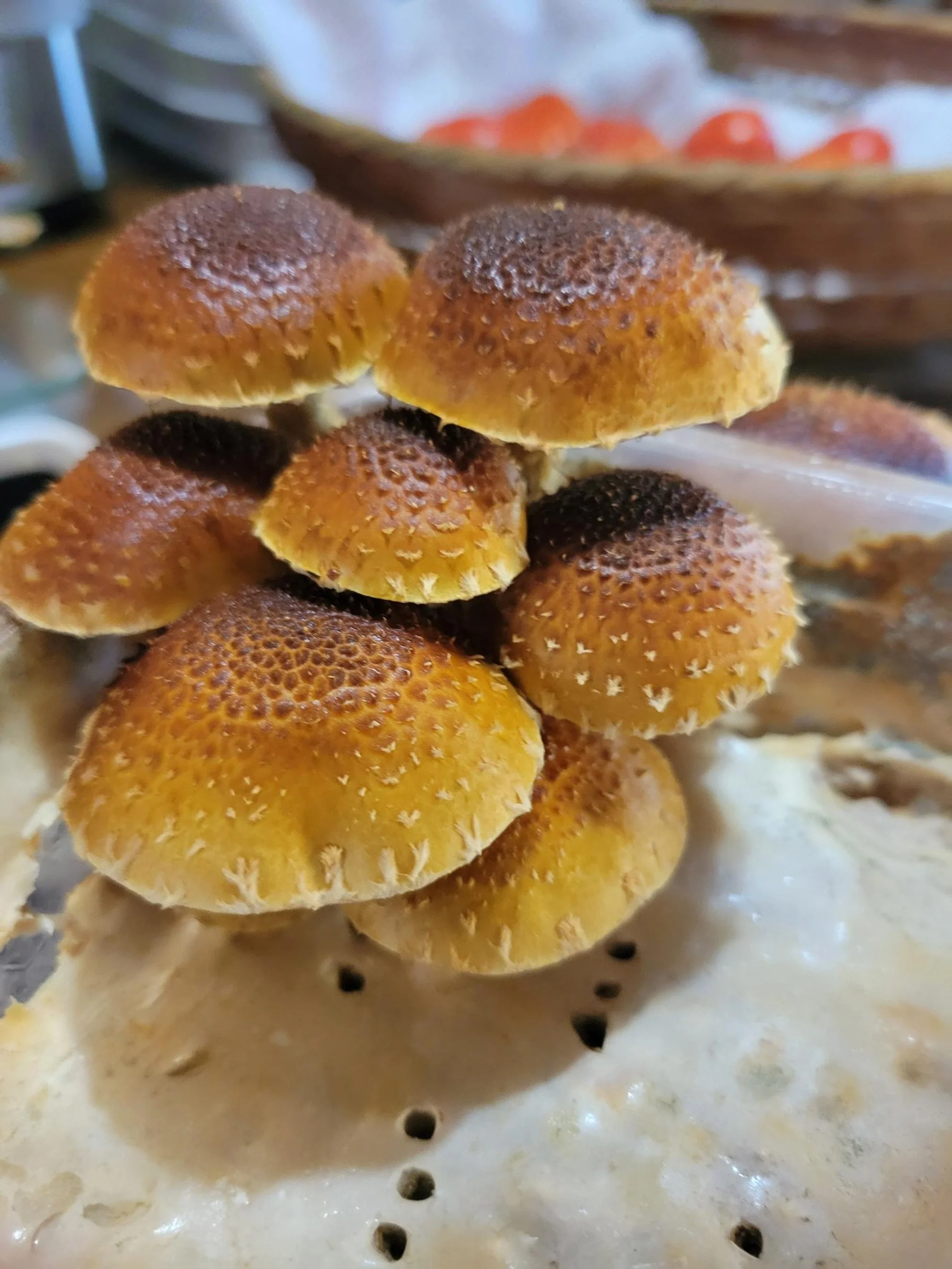 mature chestnut 4.jpg