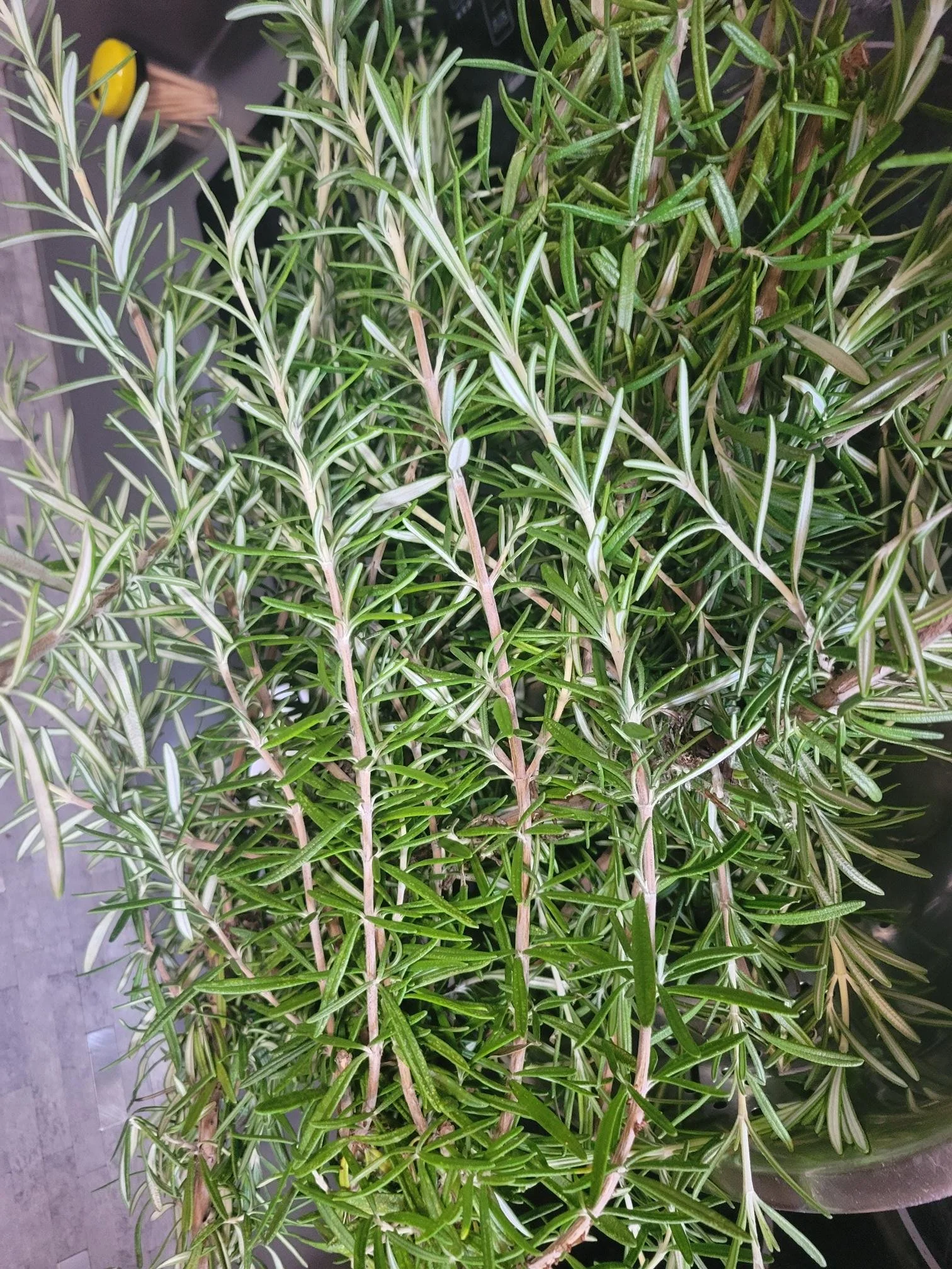 cut Rosemary.jpg