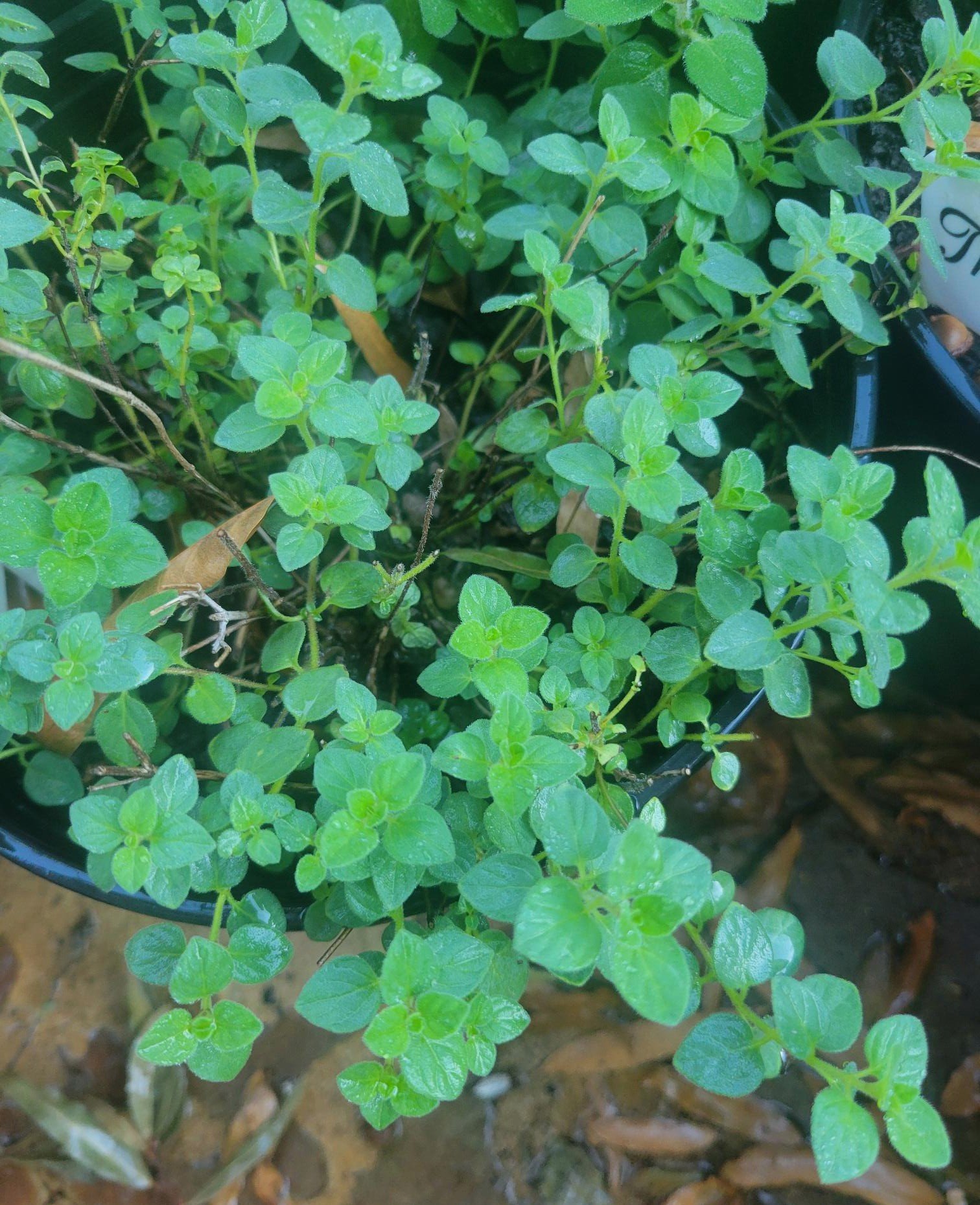fresh Marjoram.jpg