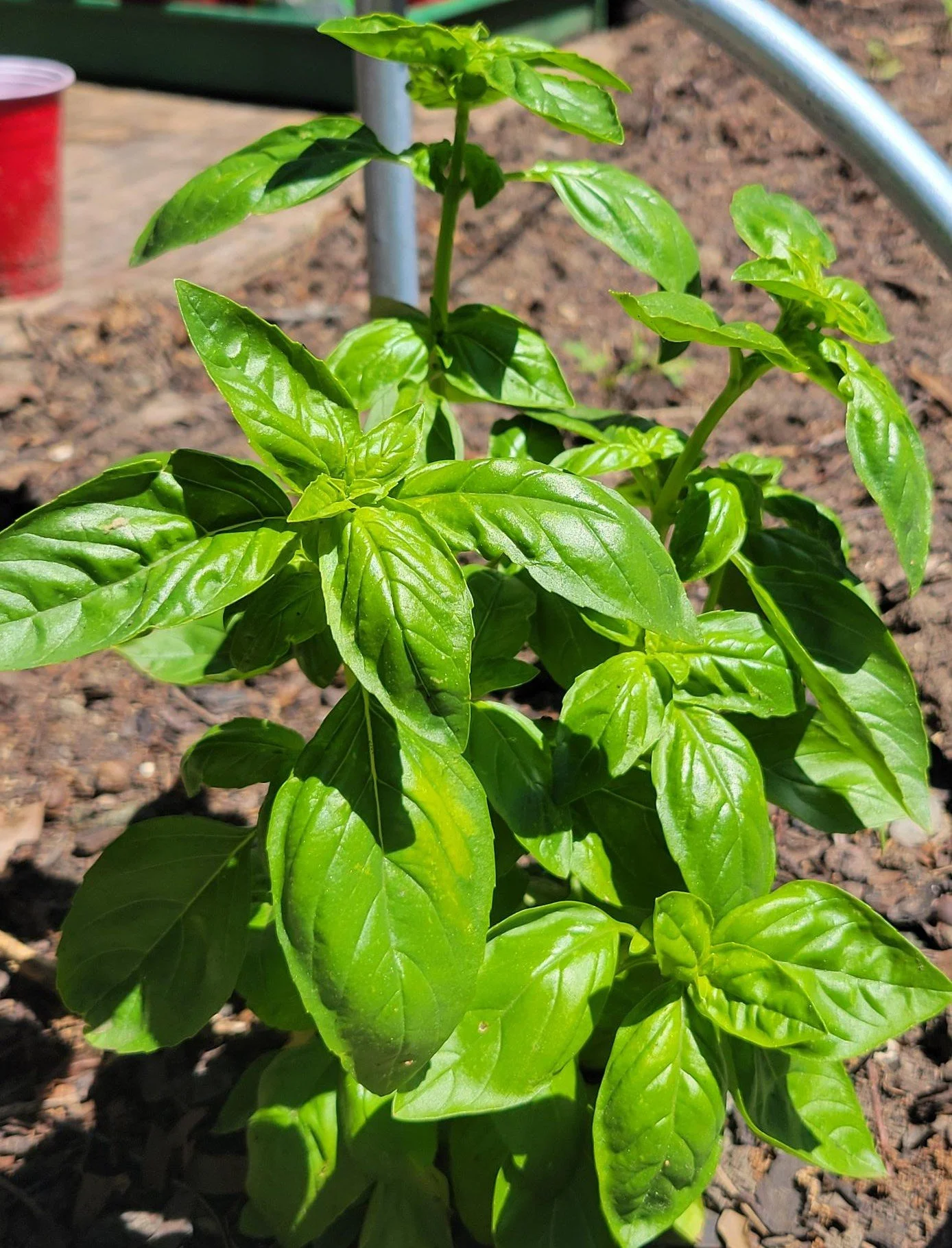Sweet Basil bunch