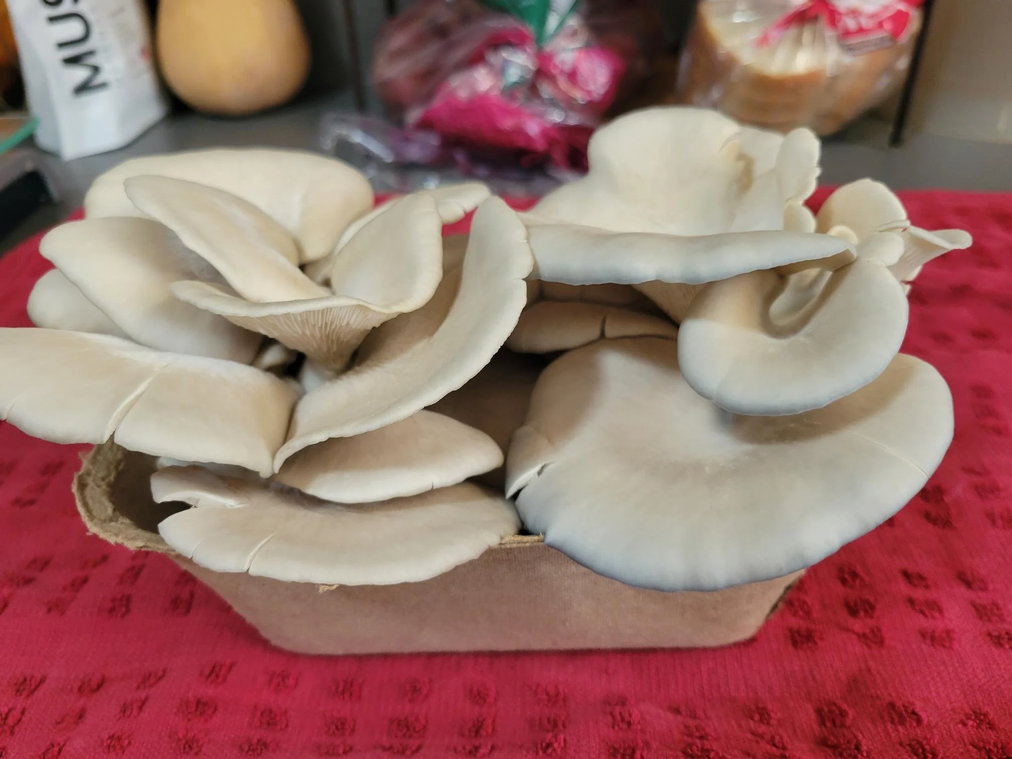 Blue Oyster Mushroom-Fresh 5oz