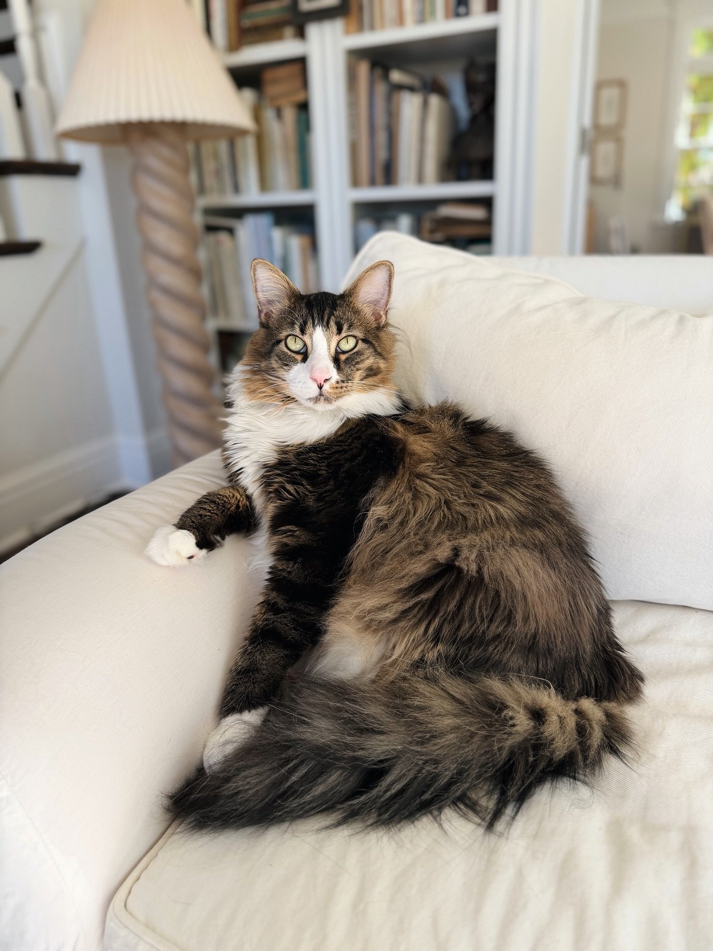 &ldquo;A cat has absolute emotional honesty: human beings, for one reason or another, may hide their feelings, but a cat does not.&rdquo; &ndash; Ernest Hemingway