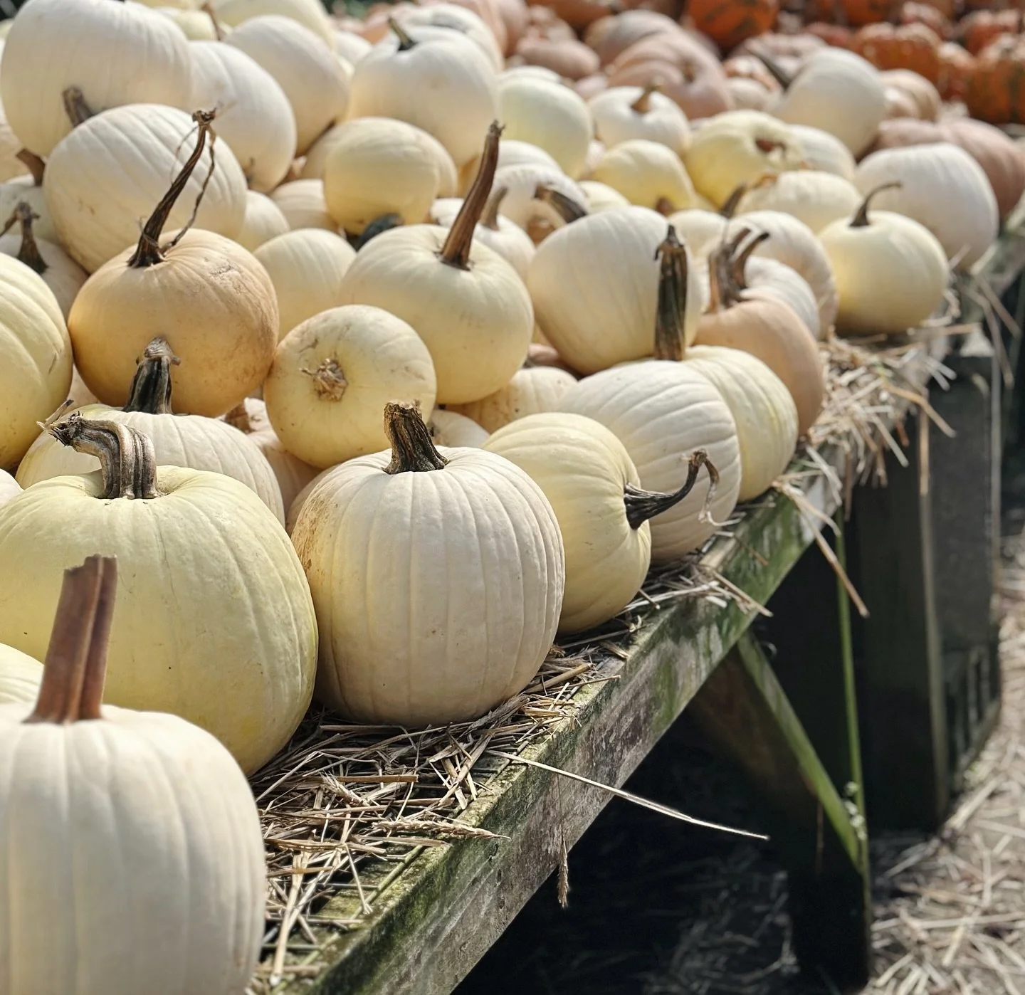&ldquo;I&rsquo;m so glad I live in a world where there are Octobers.&rdquo; - L. M. Montgomery, Anne of Green Gables