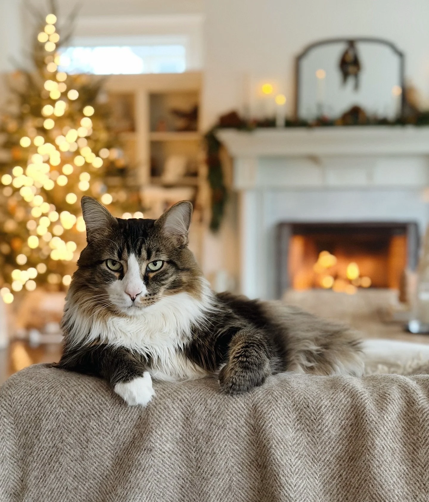 Figgy (and all of us) wish you a Merry Christmas and a Happy New Year! #bringussomefiggypudding 😆🤍