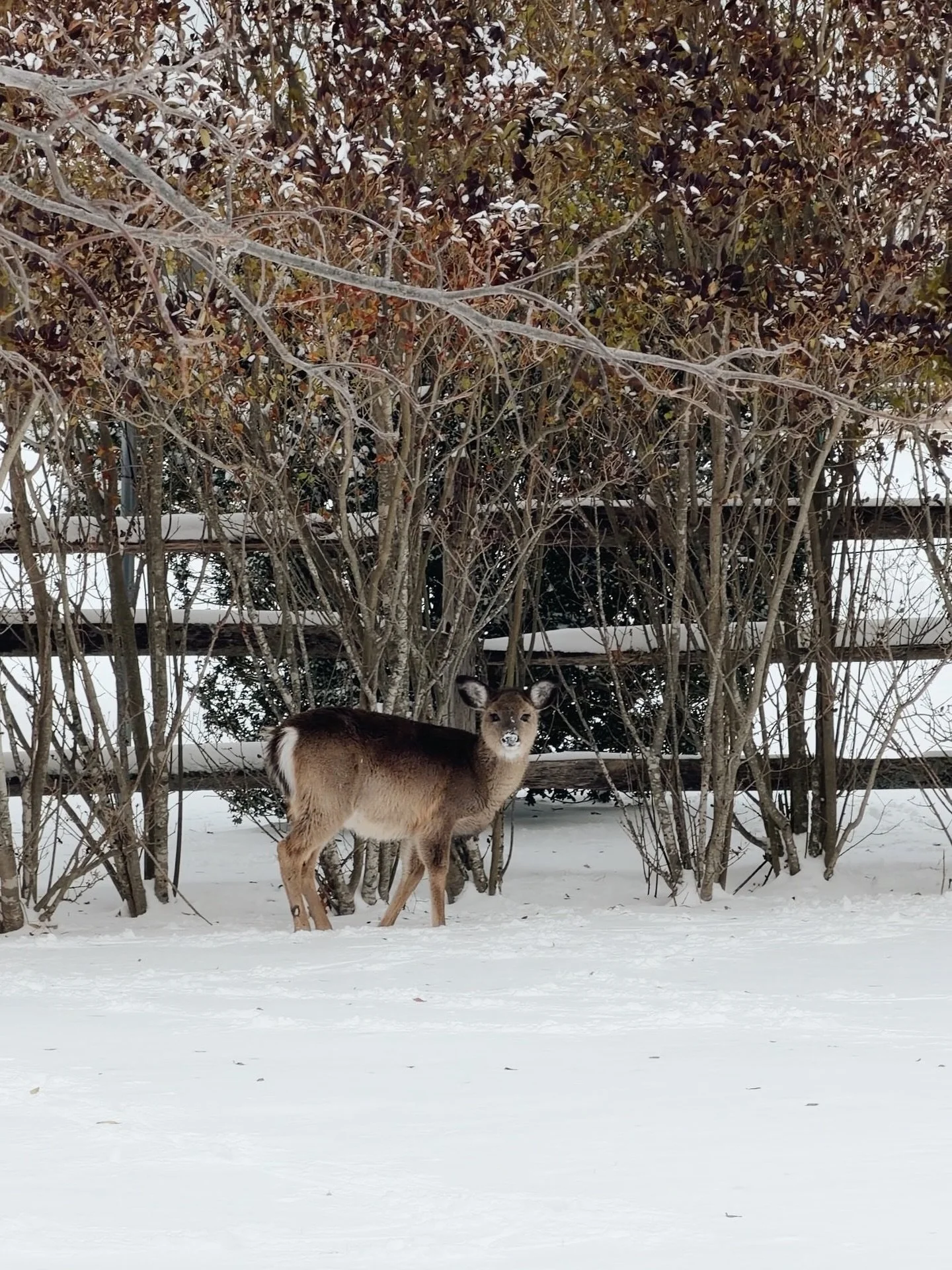 &ldquo;The early mist had vanished and the fields lay like a silver shield...it was one of the days when the glitter of winter shines...&rdquo; -Edith Wharton #winter #winterwalk #longisland #newyork