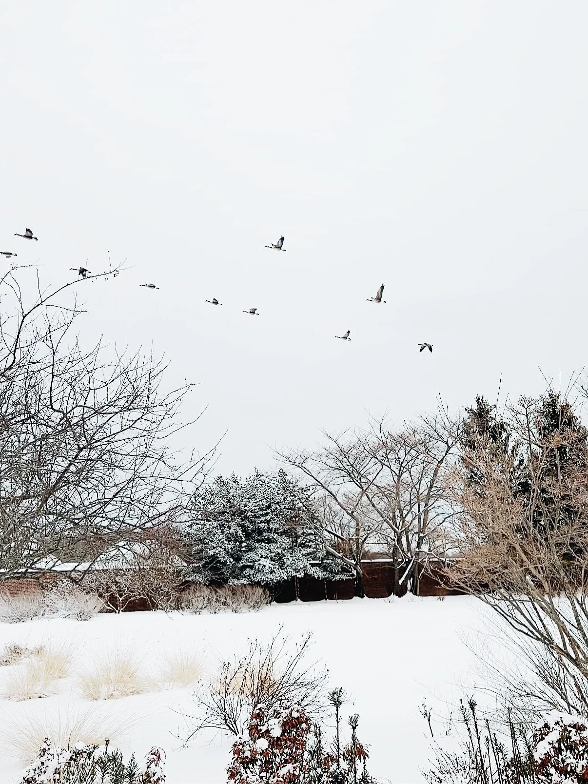 &ldquo;I frequently tramped eight or ten miles through the deepest snow to keep an appointment with a beechtree, or a yellow birch, or an old acquaintance among the pines.&rdquo; -Henry David Thoreau 🤍