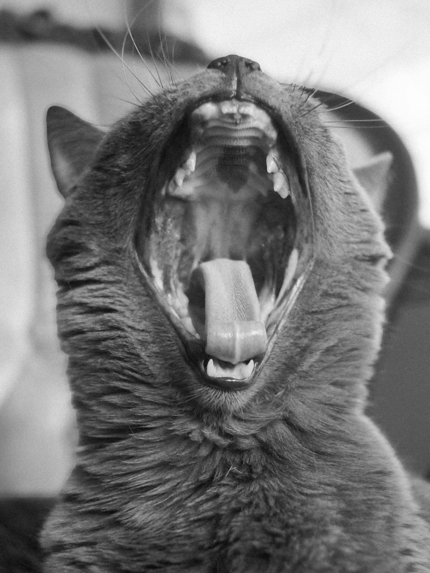 Tuesday 04/21/2025 ~10 years old

Cheers to the birthday girl.