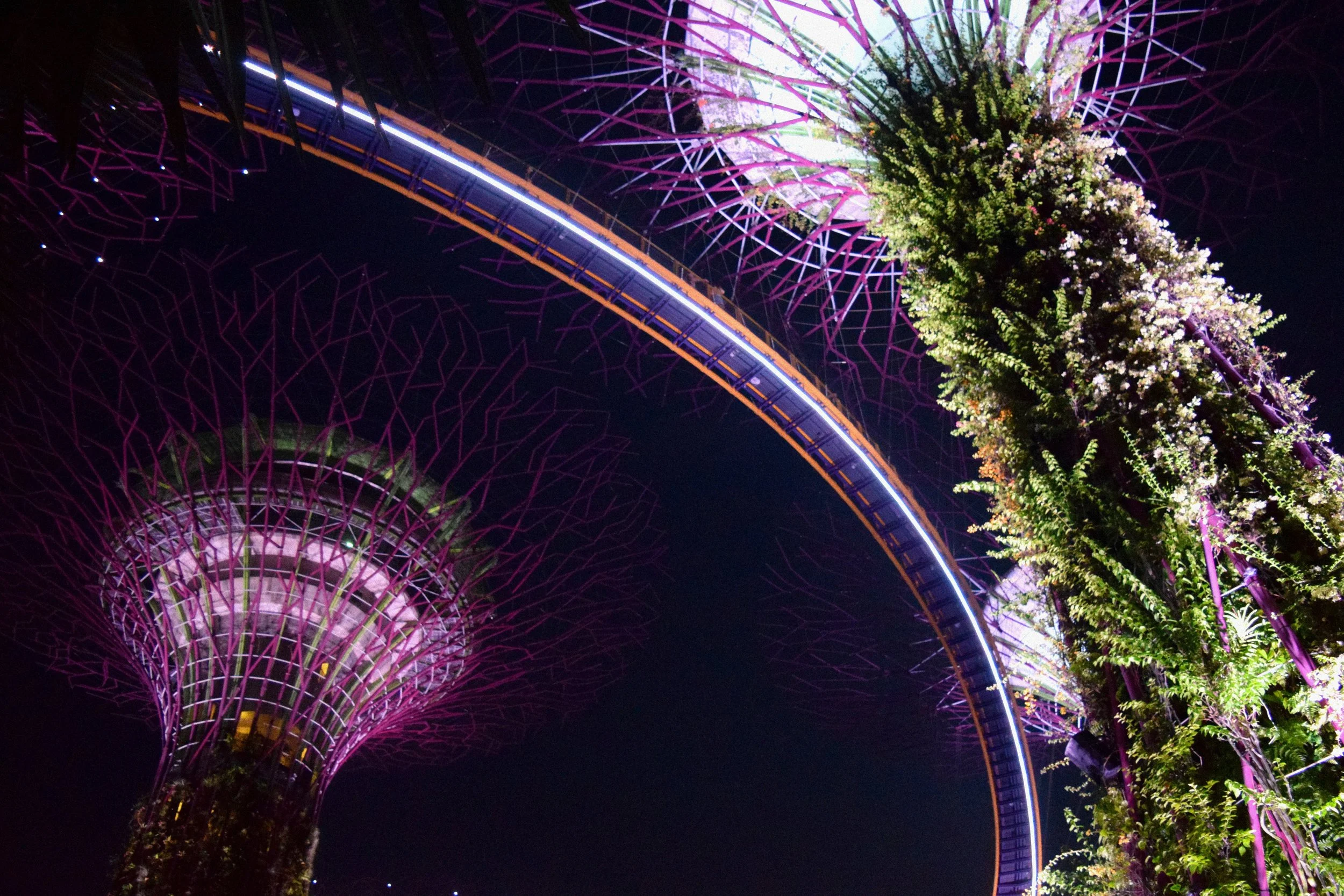 Night view of the Supertree Grove and Skywalk at Gardens by the Bay in Singapore, illuminated with purple and pink lights.