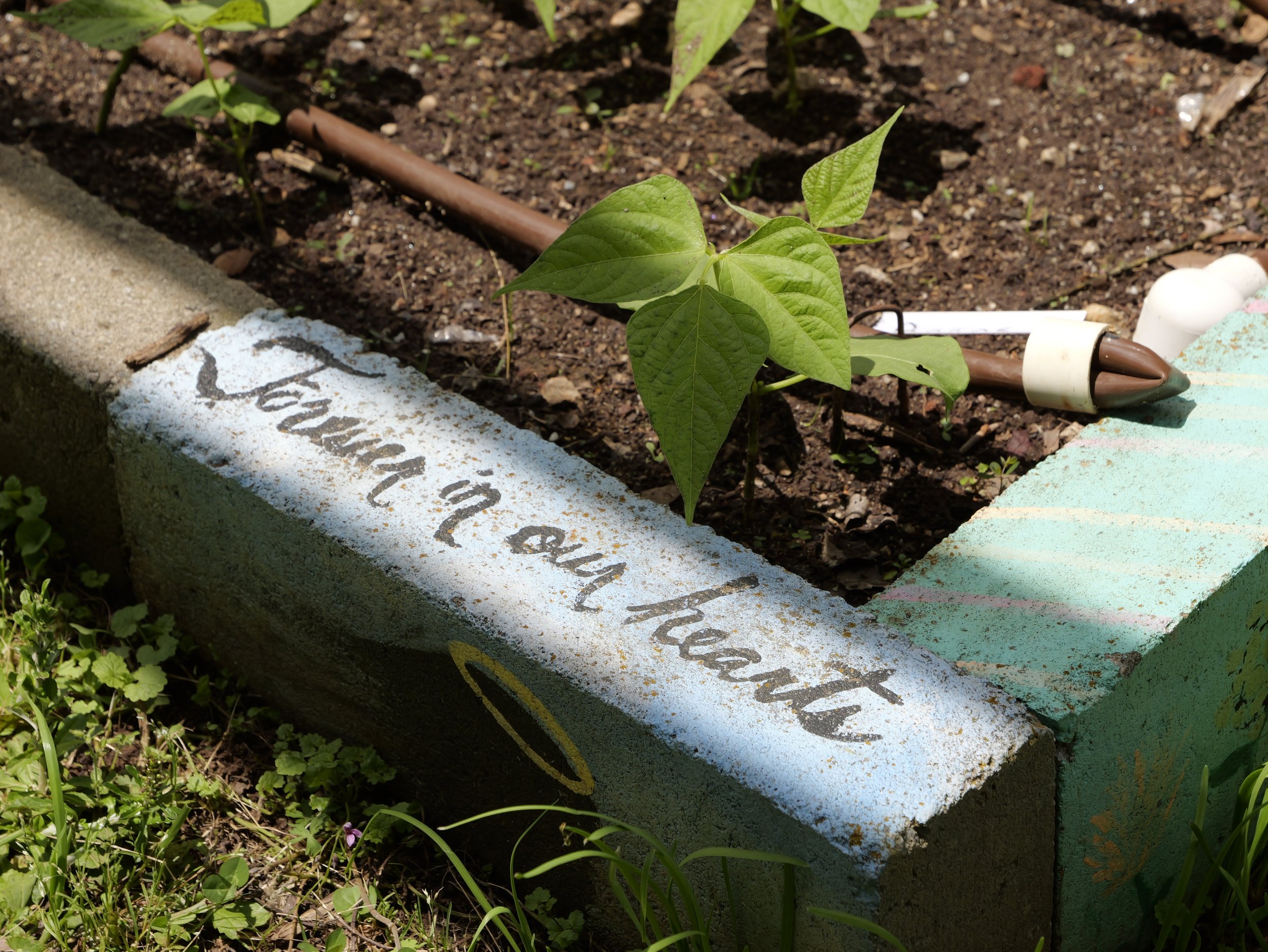 A small garden bed with a painted brick border that has the words "Love in all heart" written on it, containing a young green plant and a brown garden hose.