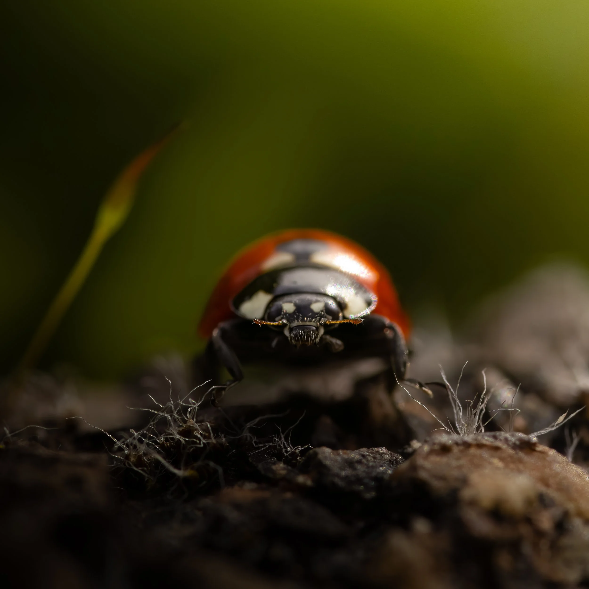 IMG_1768-topaz-denoiseraw-sharpen Kopie.jpg