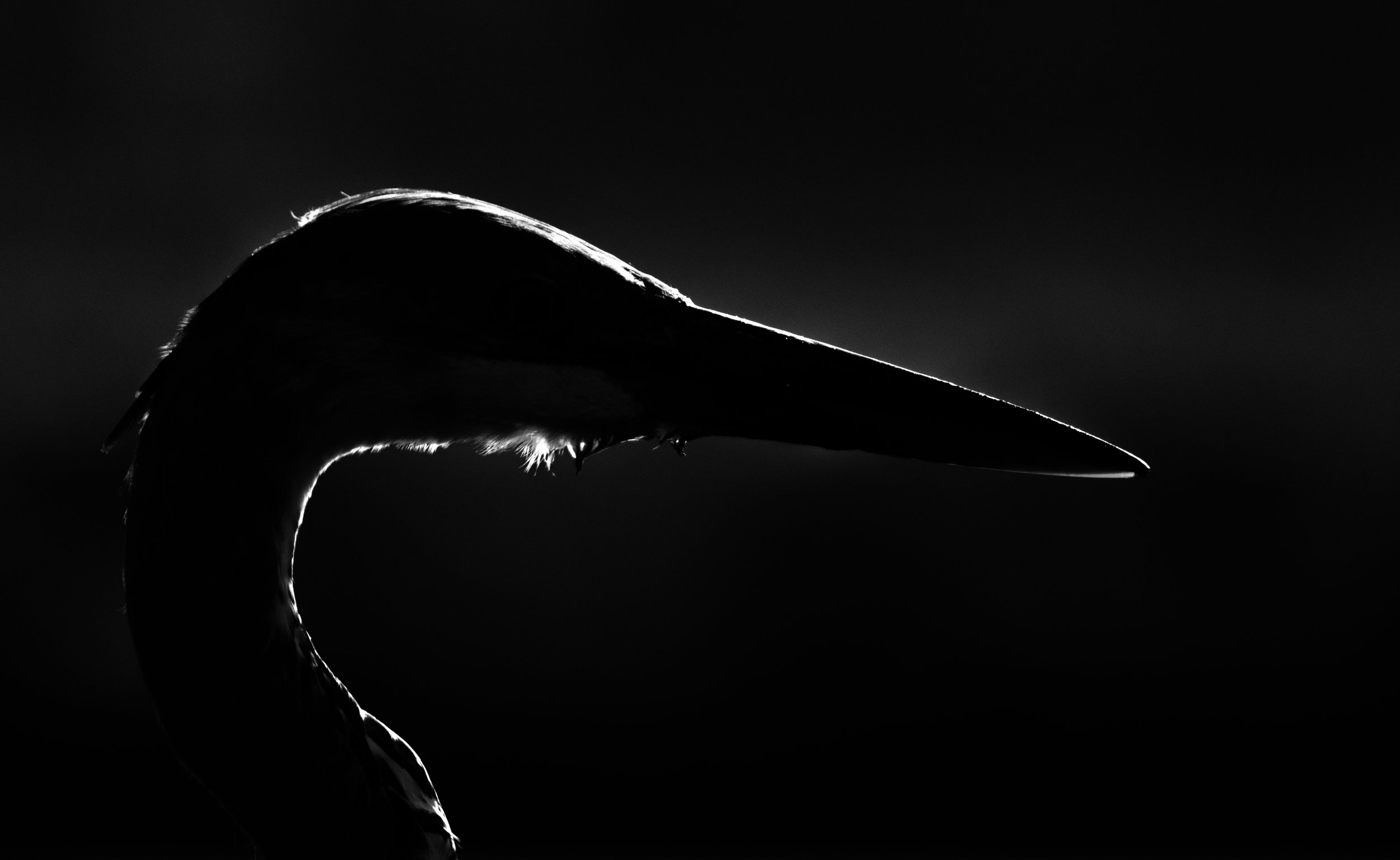 heron-portrait-contrast-bw-minimalist.jpg