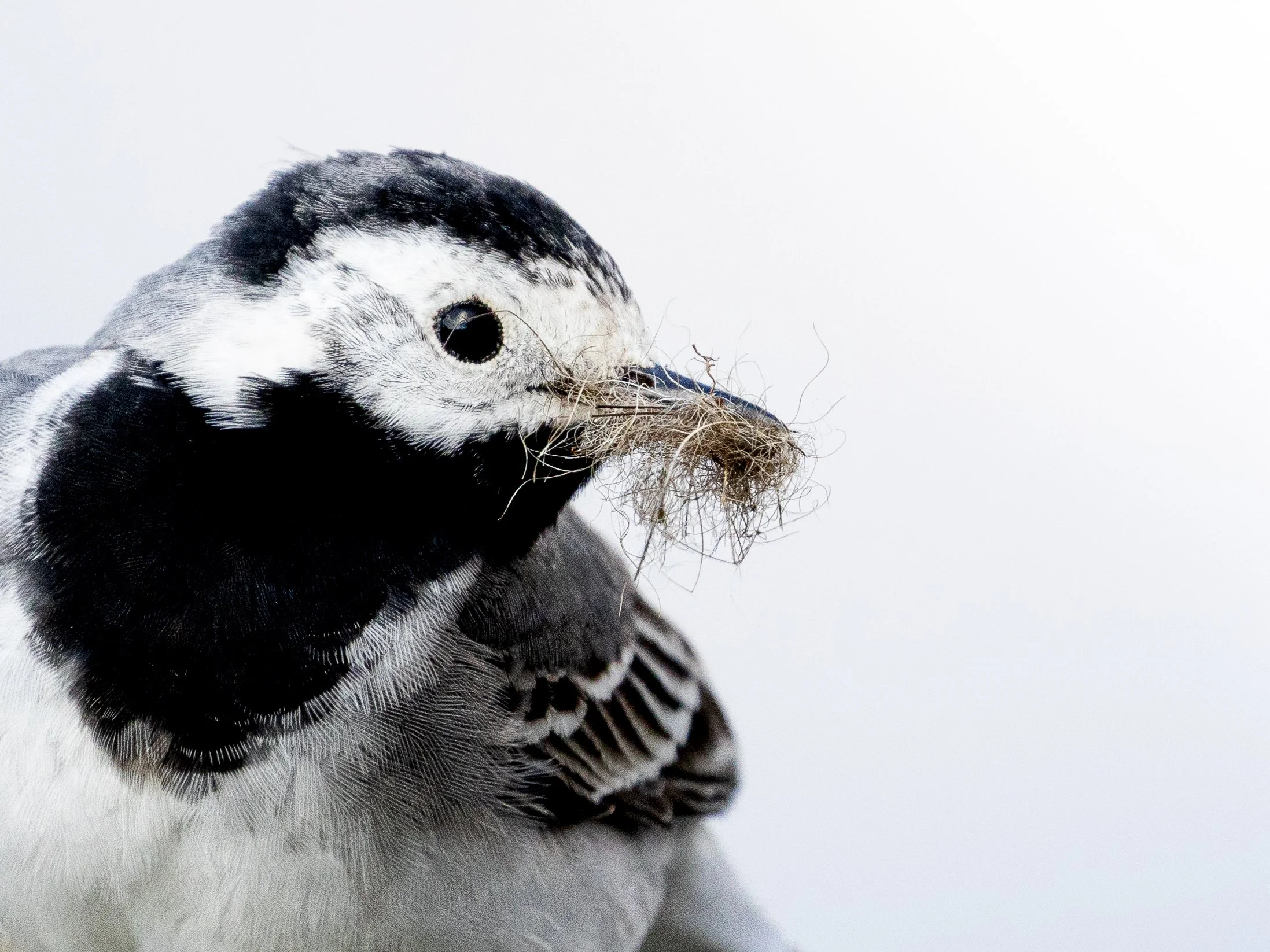 wagtail-minimalist.jpg