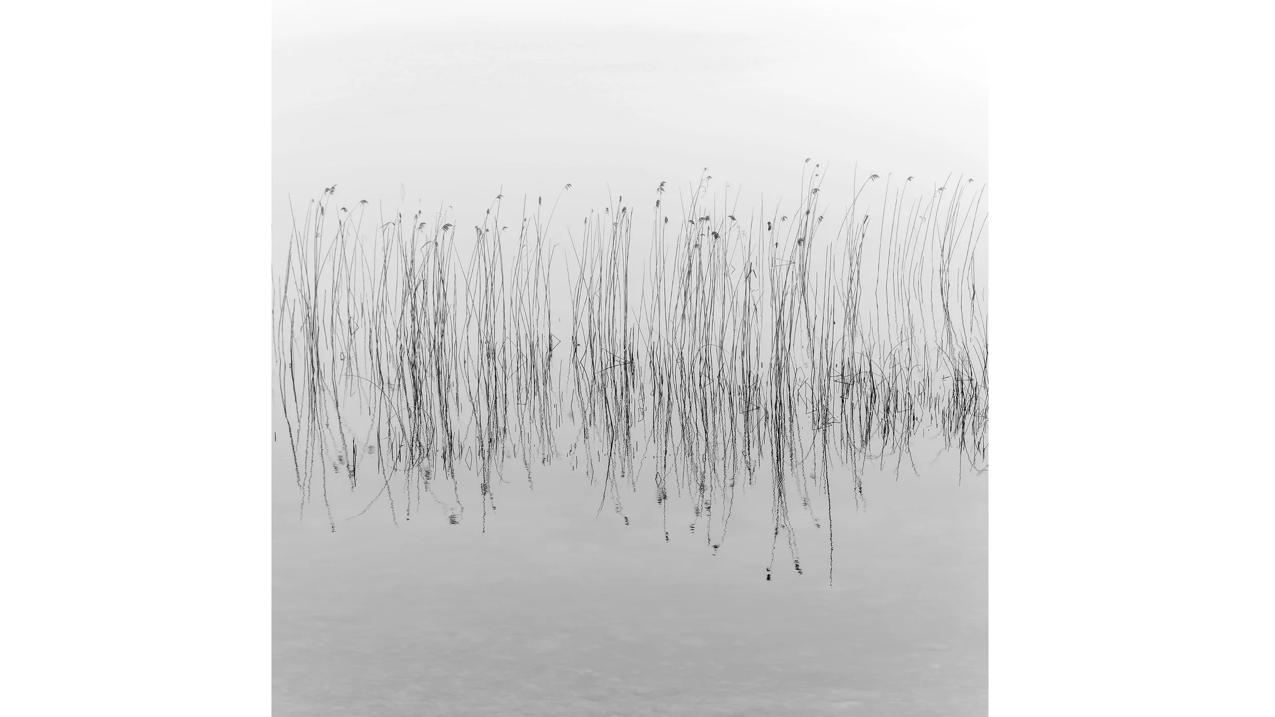 reeds-mirror-bw-minimalist.jpg