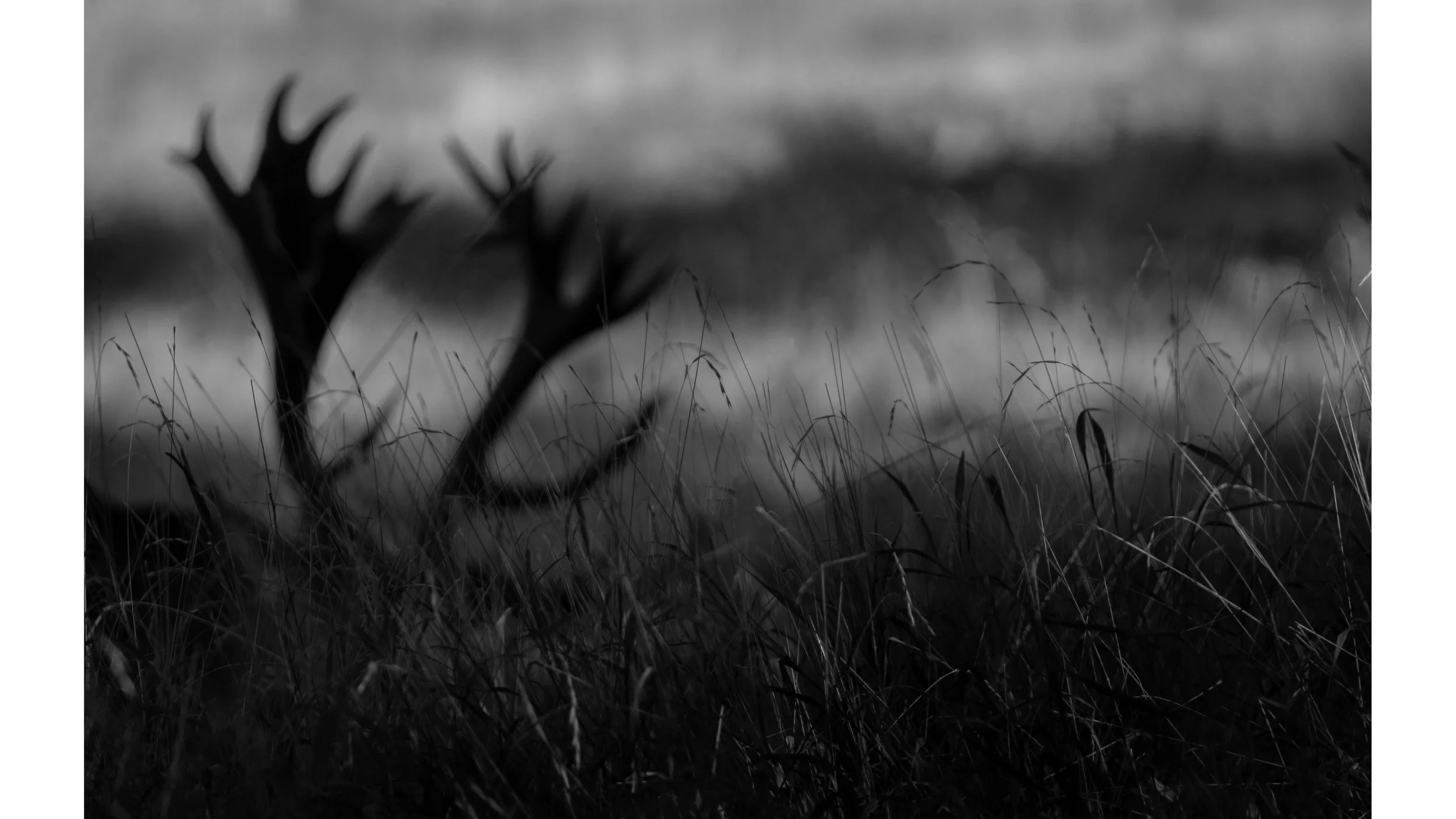 antlers-bw-minimalist.jpg