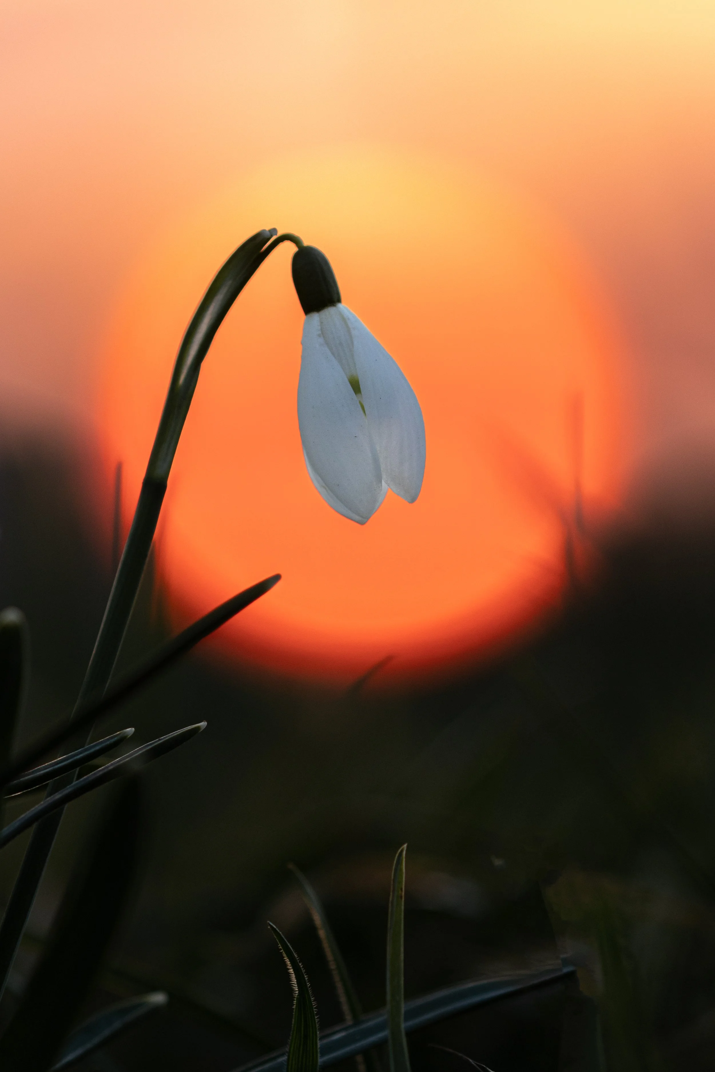 snowdrop-sunset.jpg