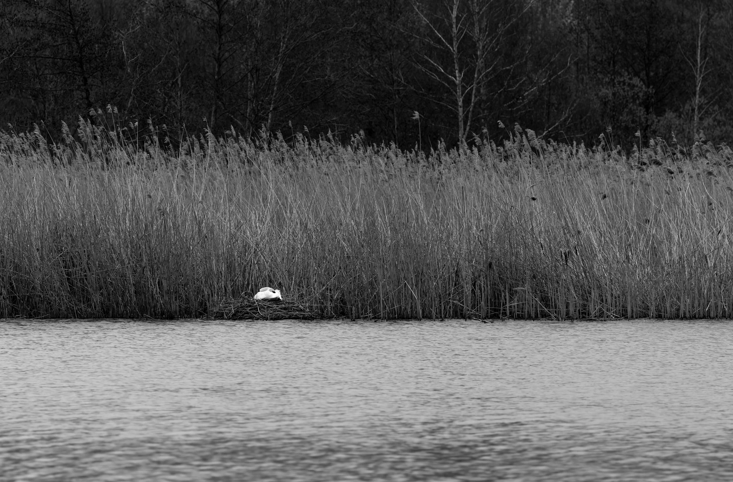 swan-nest-bw-minimalist.jpg