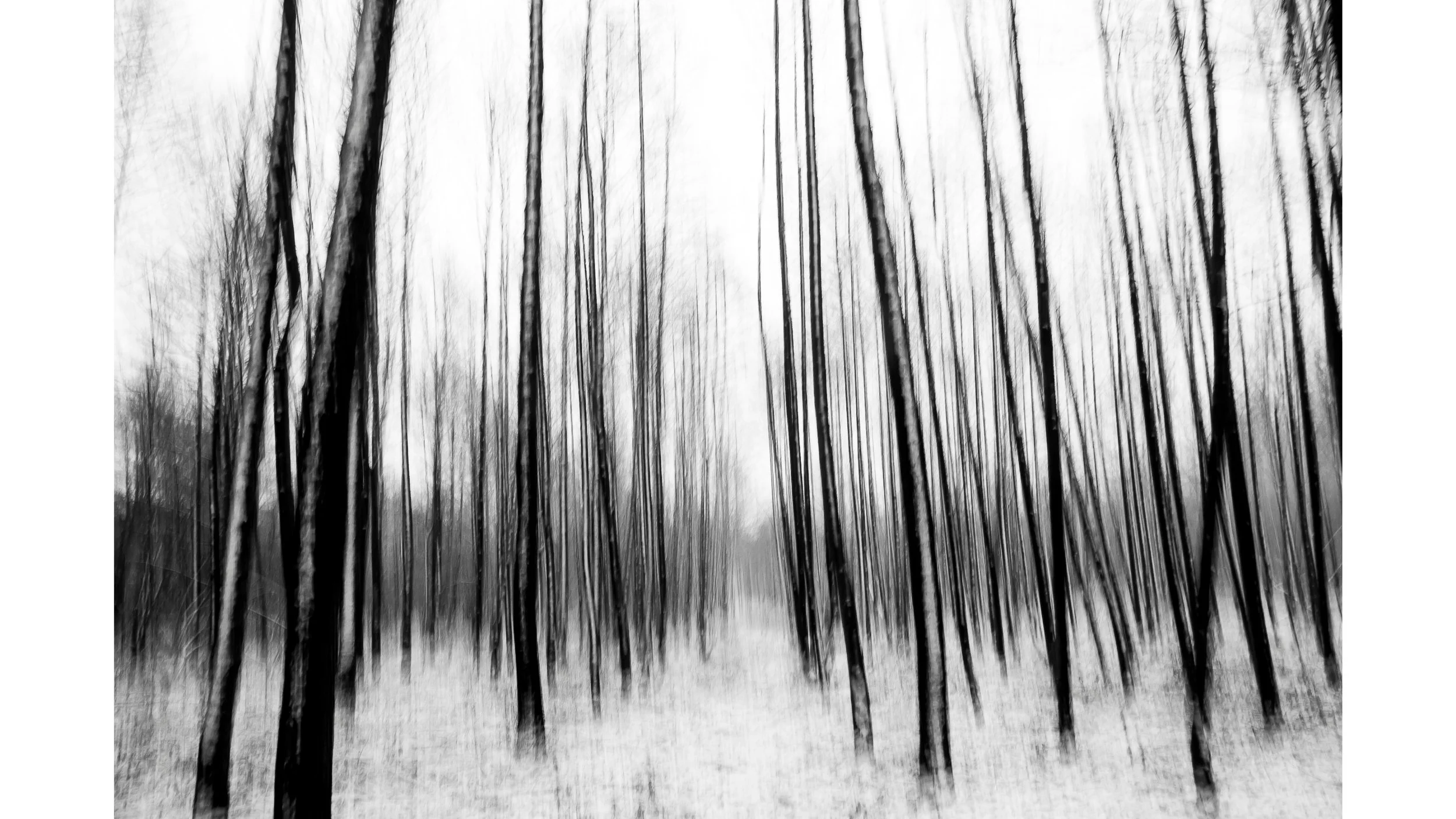 tree-pan-bw-minimalist.jpg