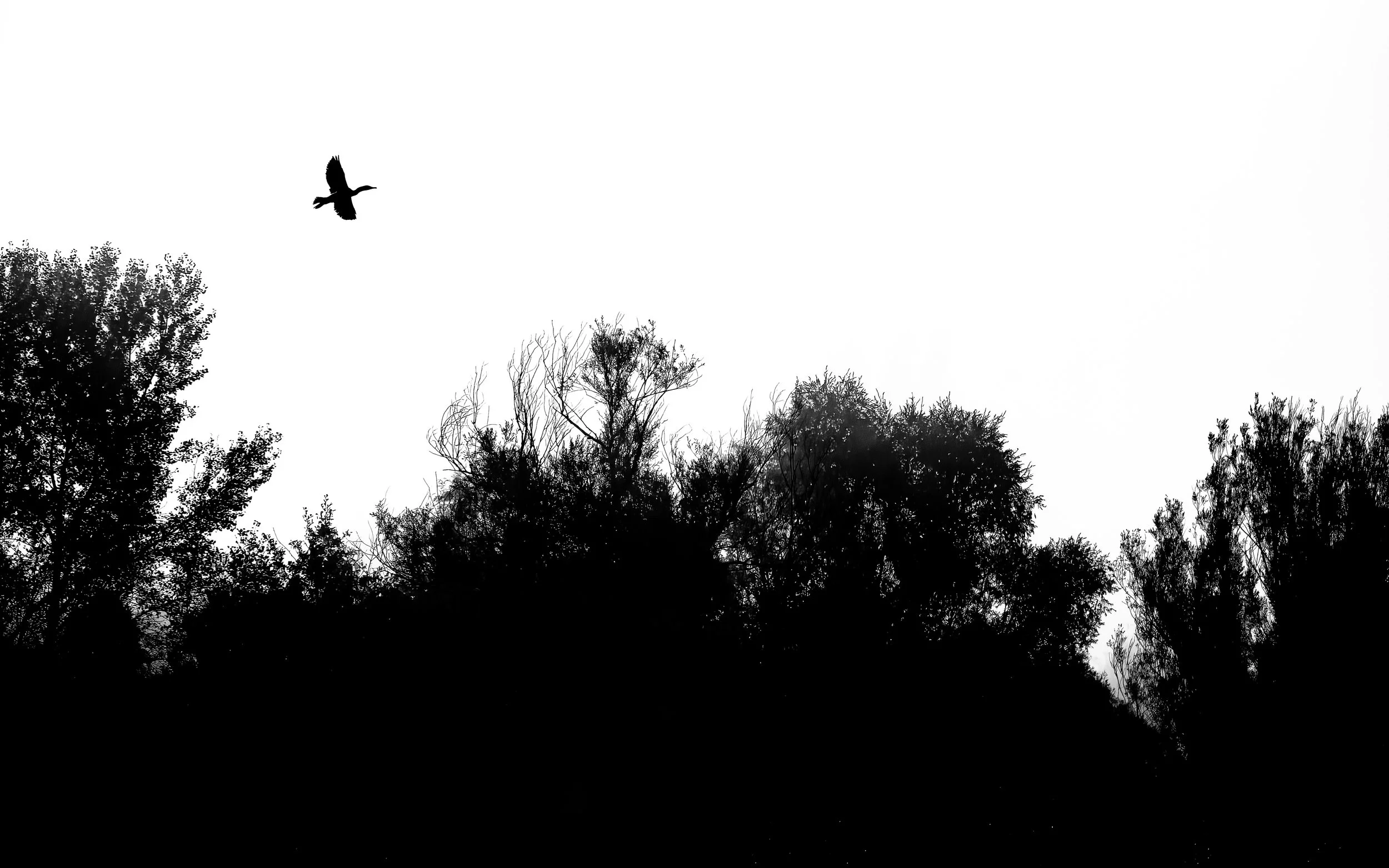 cormorant-and-trees-minimalist.jpg