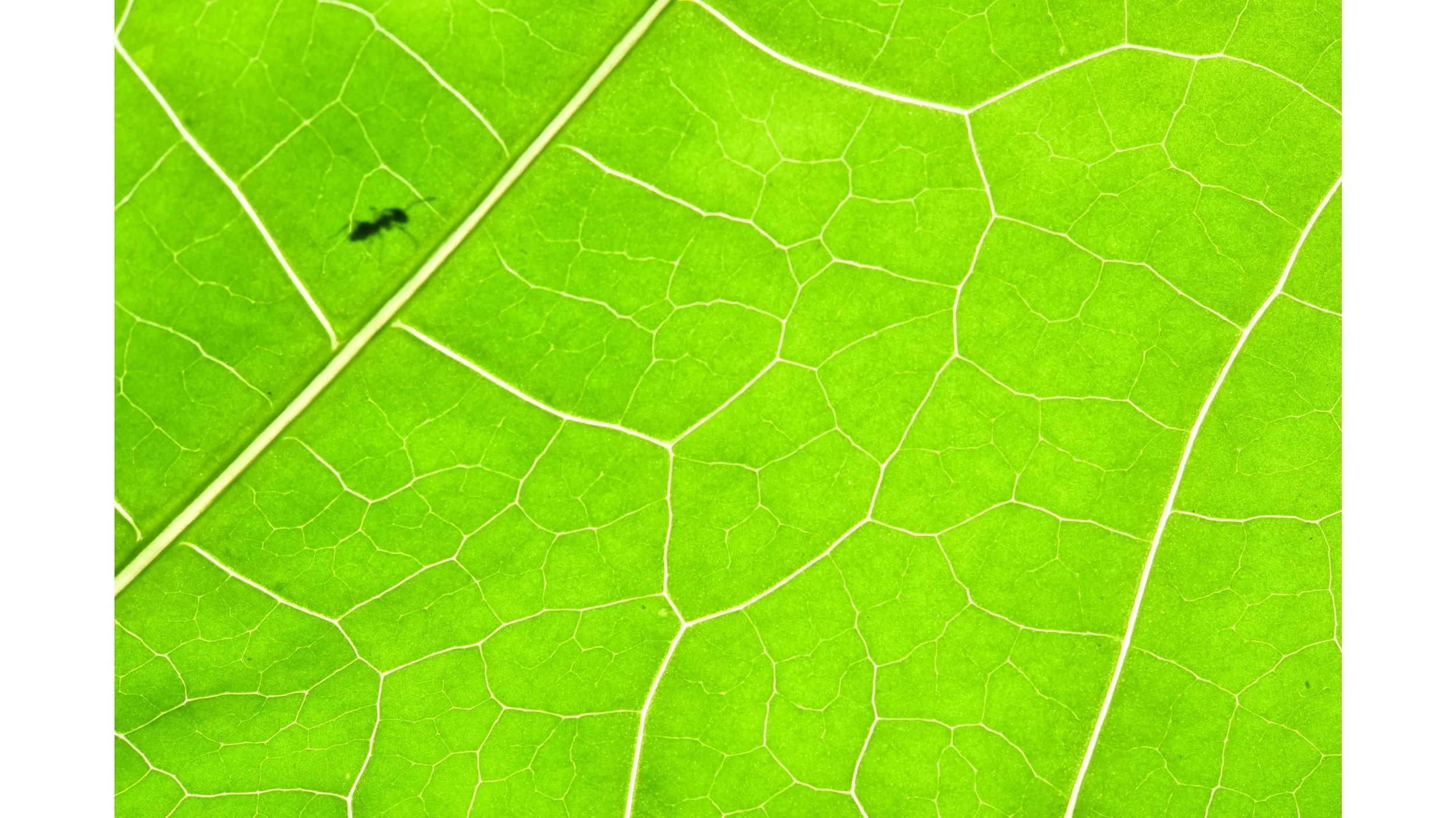 ant-leaf-backside-minimalist.jpg