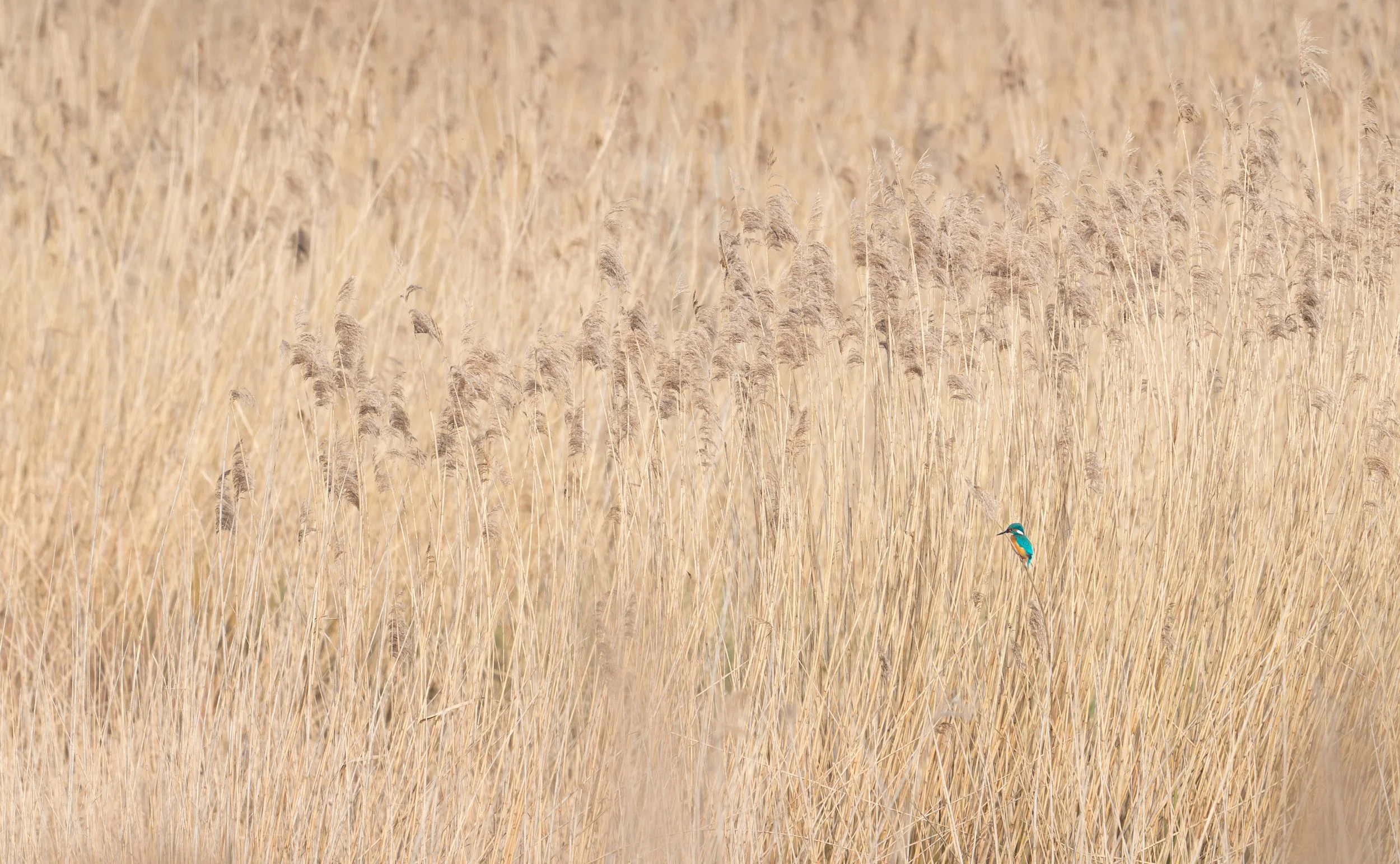 kingfisher-reeds-minimalist.jpg
