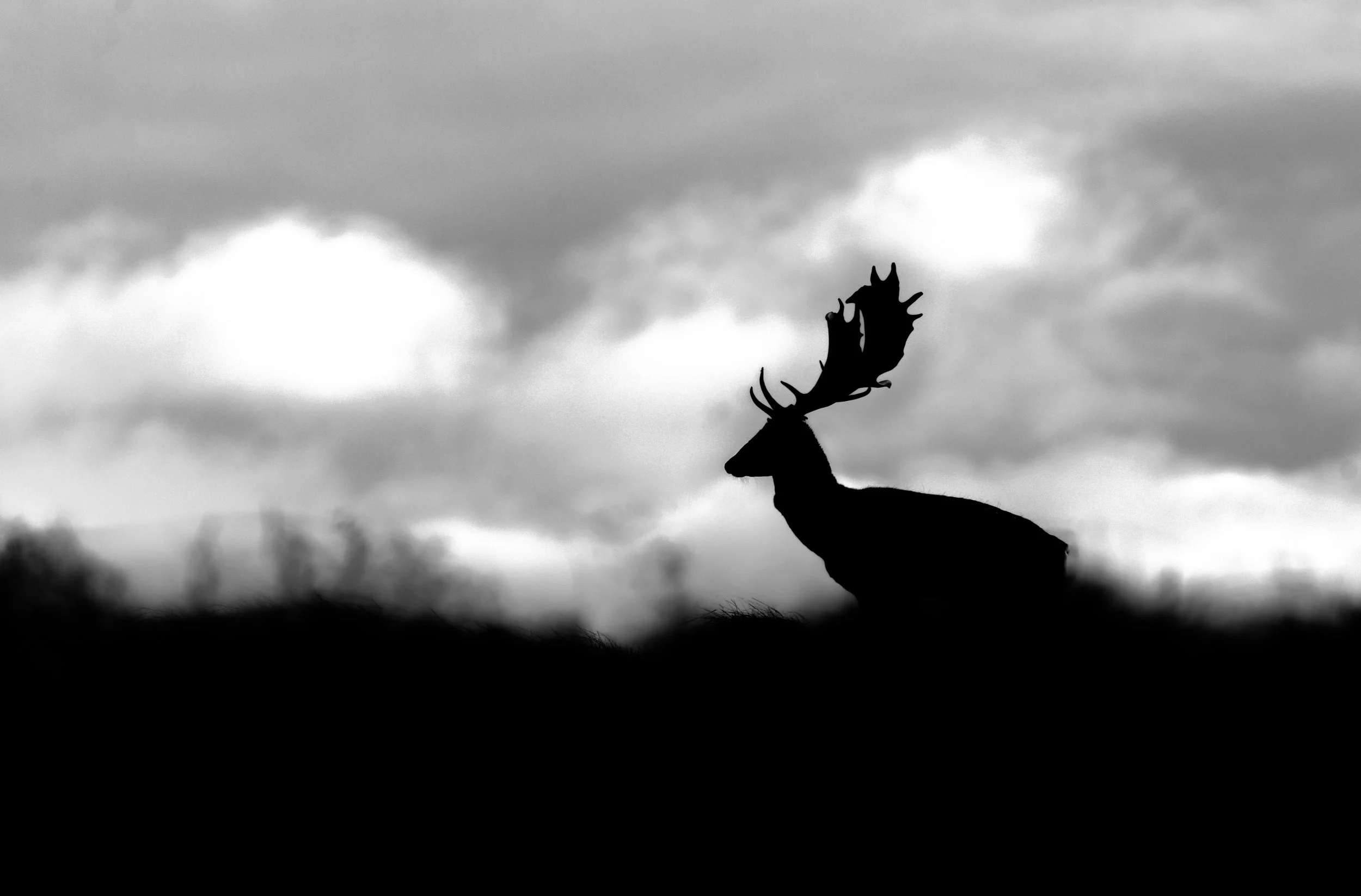 huge-fallow-stag-minimalist.jpg