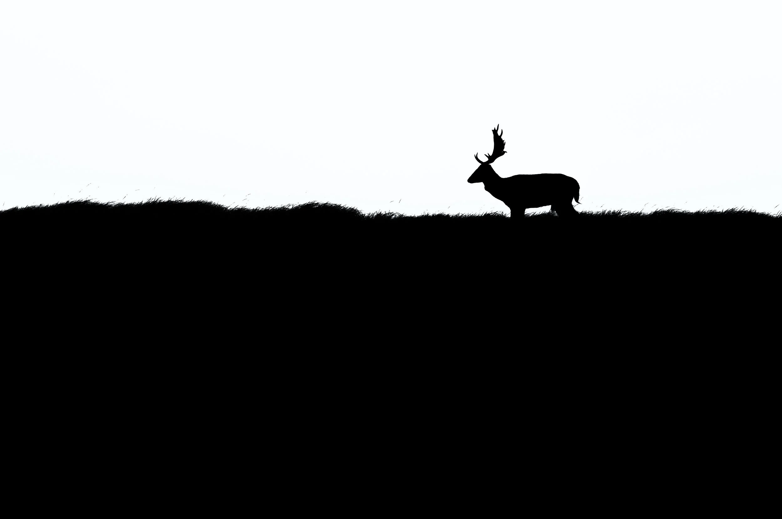 fallow-stag-high contrast-minimalist.jpg