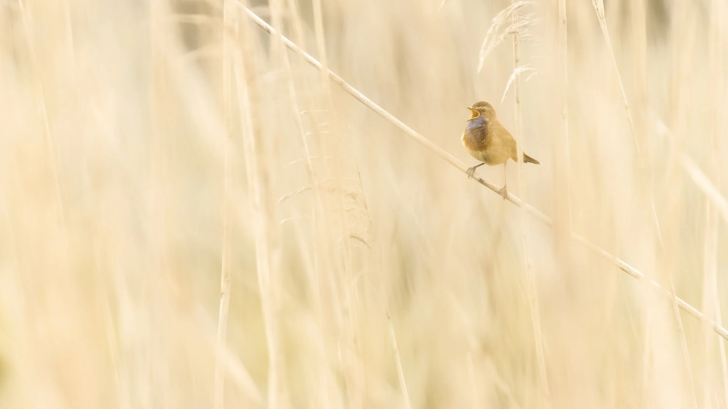 bluethroat-reeds-minimalist.jpg