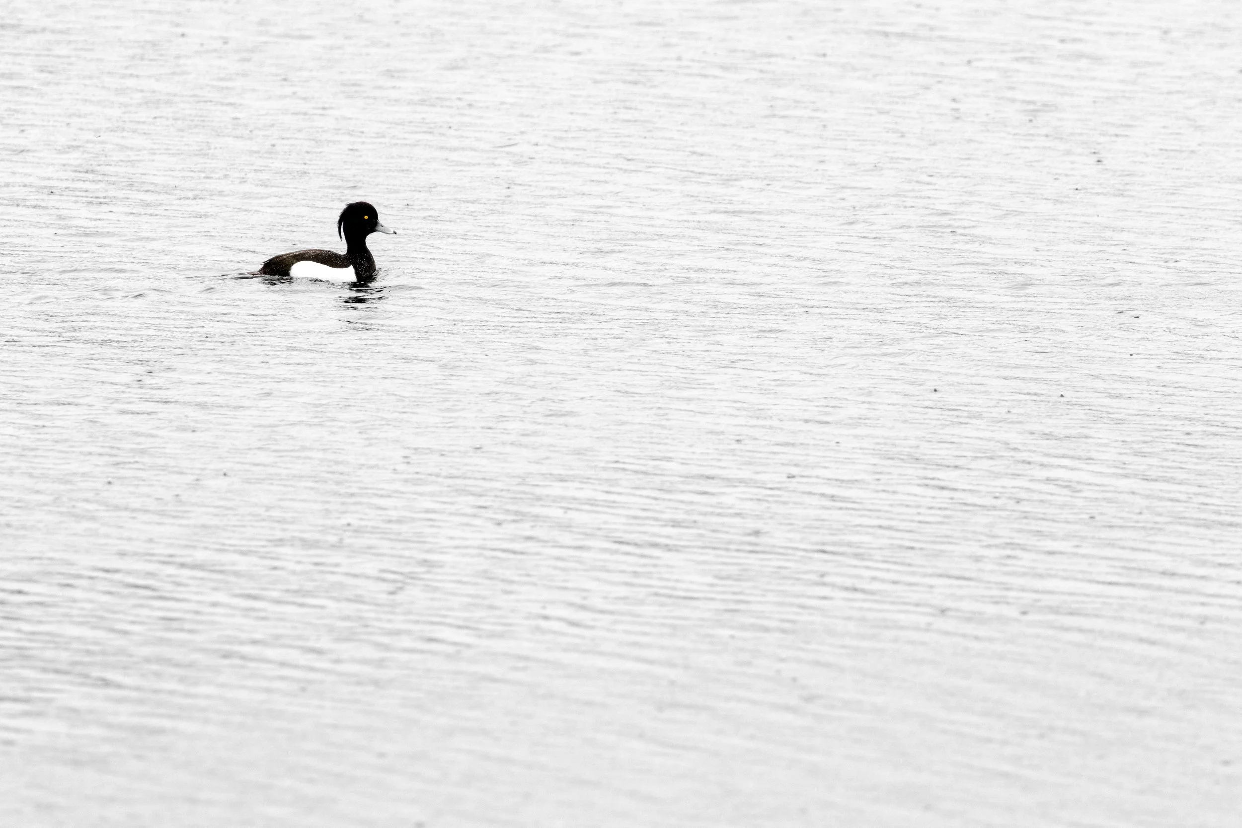 tufted-duck-minimalist.jpg