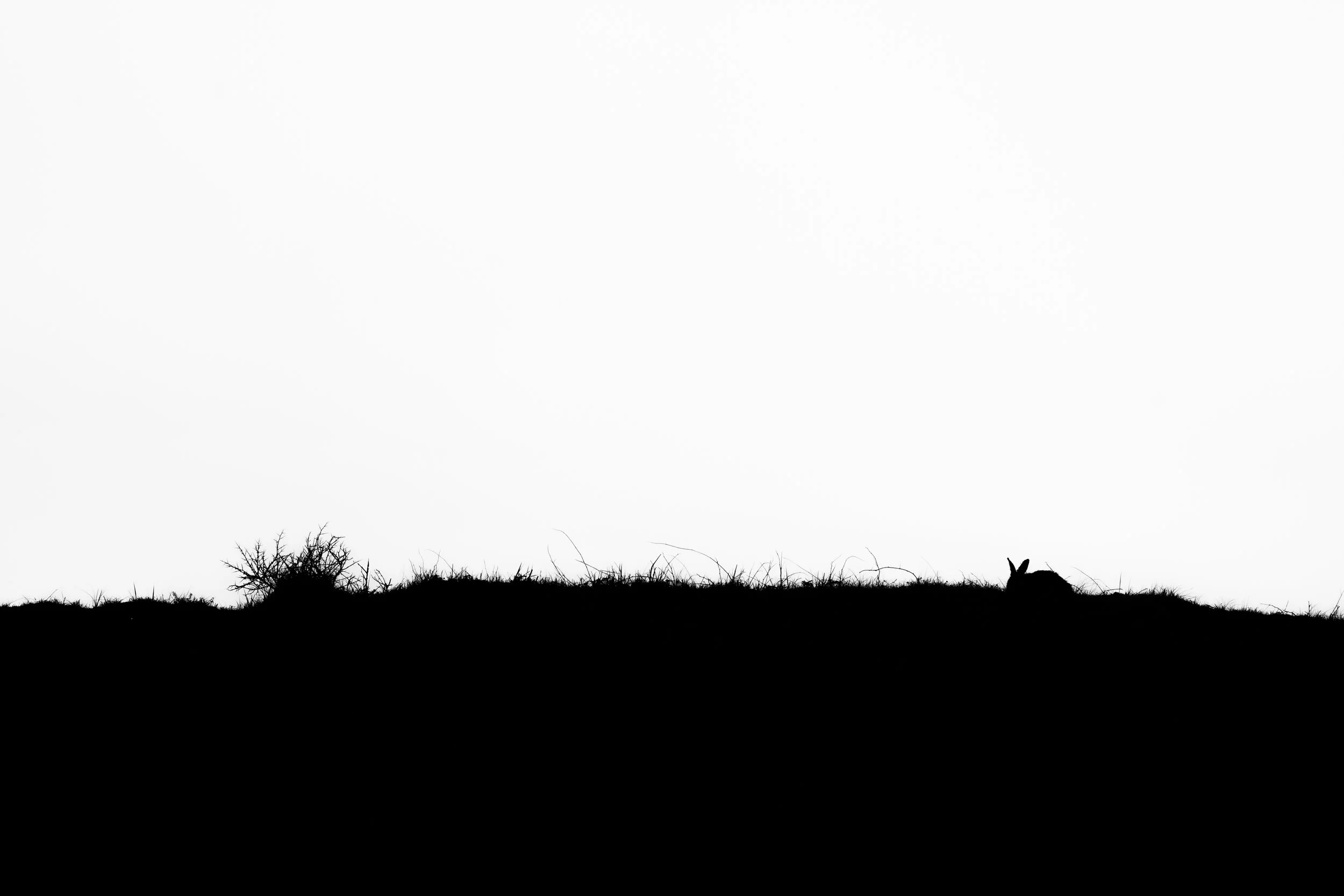 hare-minimalist-bw.jpg