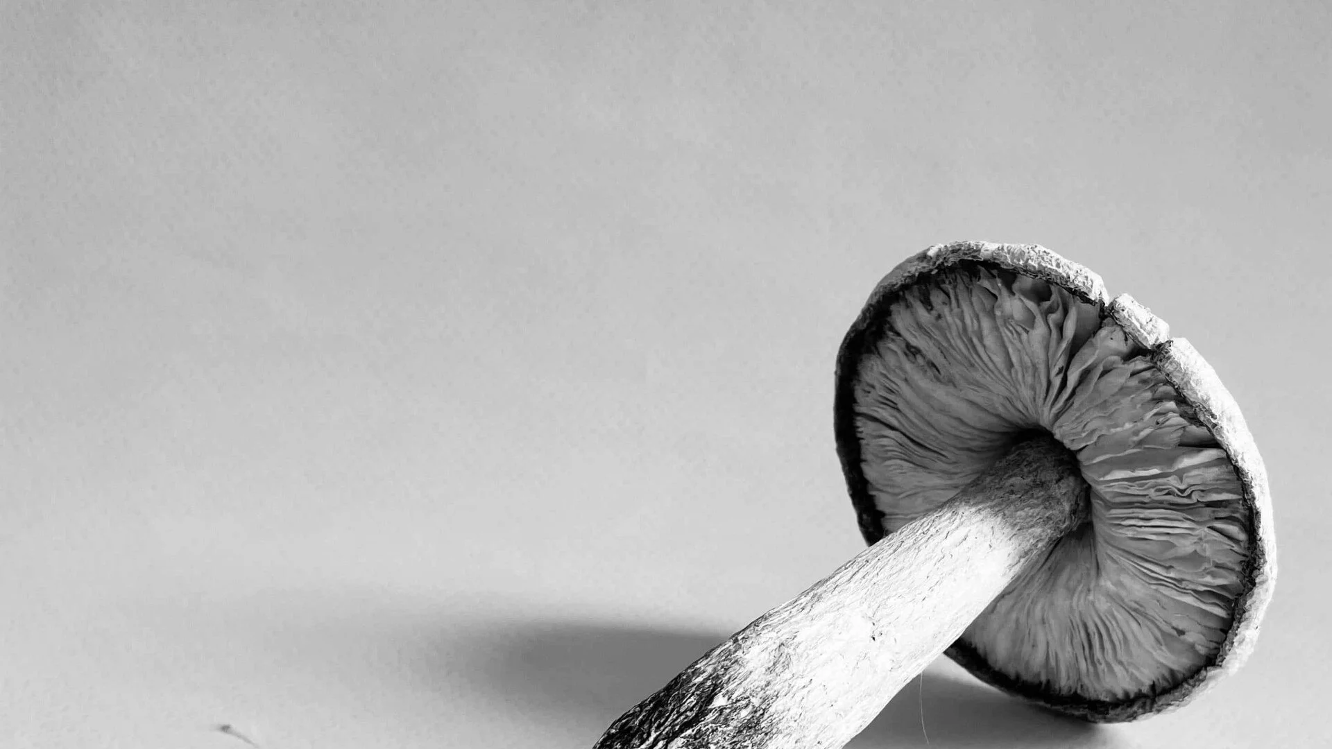 Bangles &amp; Mushrooms: Dumiduni Illangasinghe on Fragility, Femininity and Healing