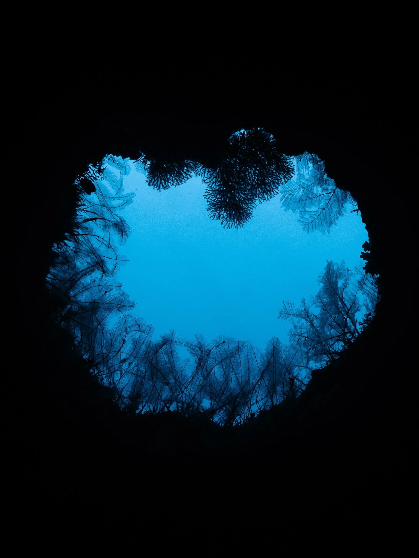 Moments from USAT liberty wreck and a little reminder to look up now and then 👌

📸 @sony.unitedkingdom in @seafrogs.com.hk with @ecodive_bali