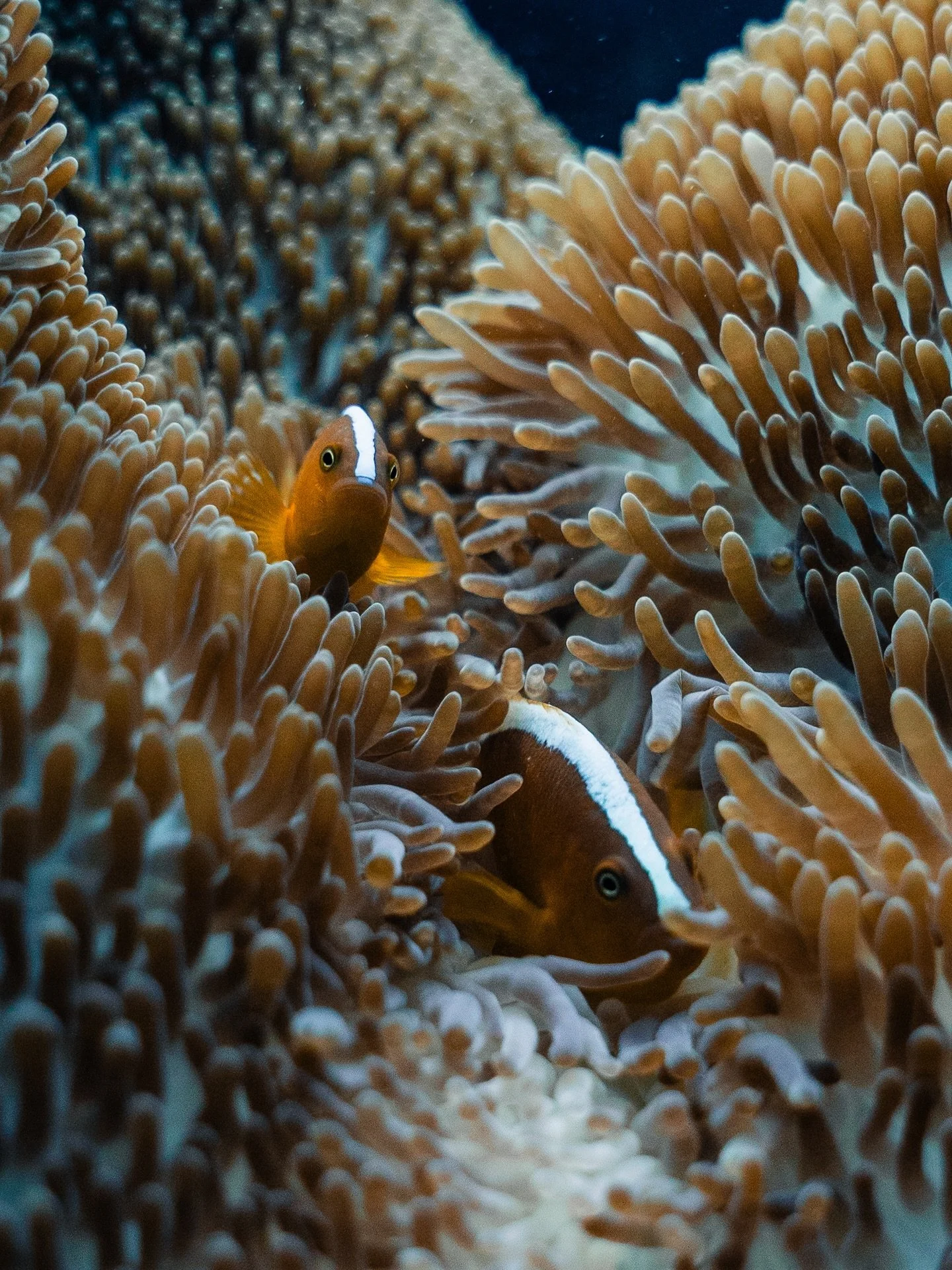 Did you know&hellip; our oceans are estimated to be home to nearly 1 million species 🪸🐠🦠 and around 70&ndash;90% of them remain undiscovered? 🤯 Mind-blowing, but equally sad, given that we may drive many to extinction before we even discover them