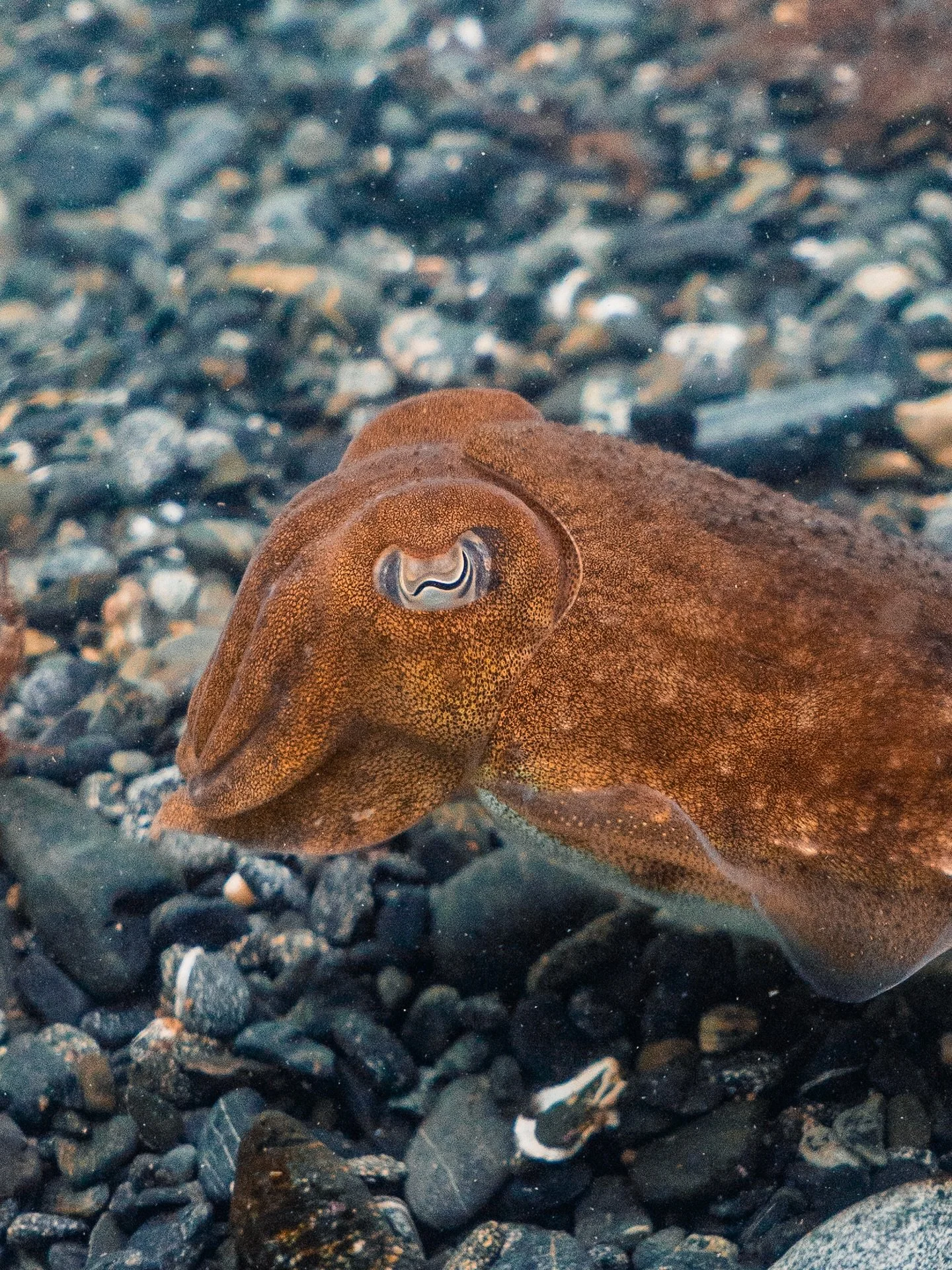 First time diving in Cornwall didn&rsquo;t disappoint, I headed down hoping to get in on the octopus boom that&rsquo;s going on at the moment but the cuttlefish stole the show - forever my favourite to photograph! 🫶

Already planning my next trip do