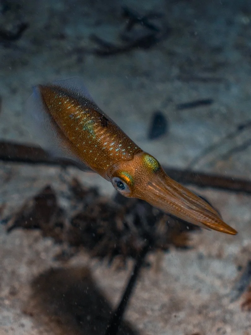 Night dive post recipe: A little Saprokren, a little upside down 

Shot on @sonyalpha in @seafrogs_official with @indooceanproject
