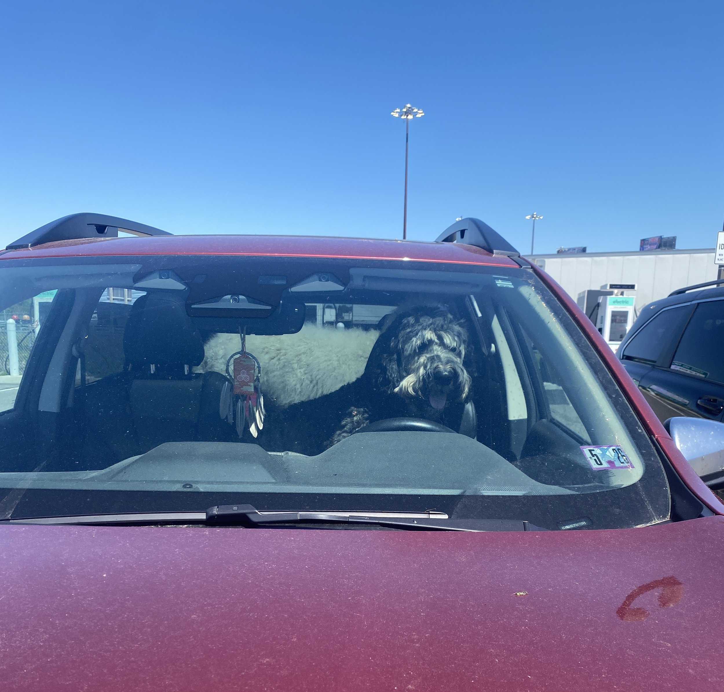 Medical Adventure Log (Part 1): Vet Care Made Fun
