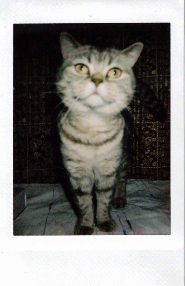 KAYA_POLAROIDS_MAYA.jpg