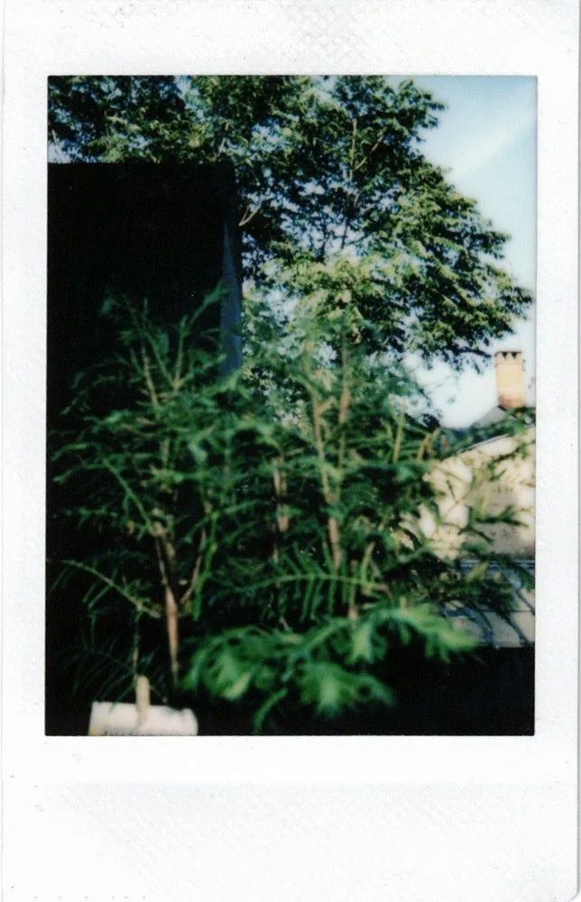 KAYA_POLAROIDS_UNTAMED.jpg