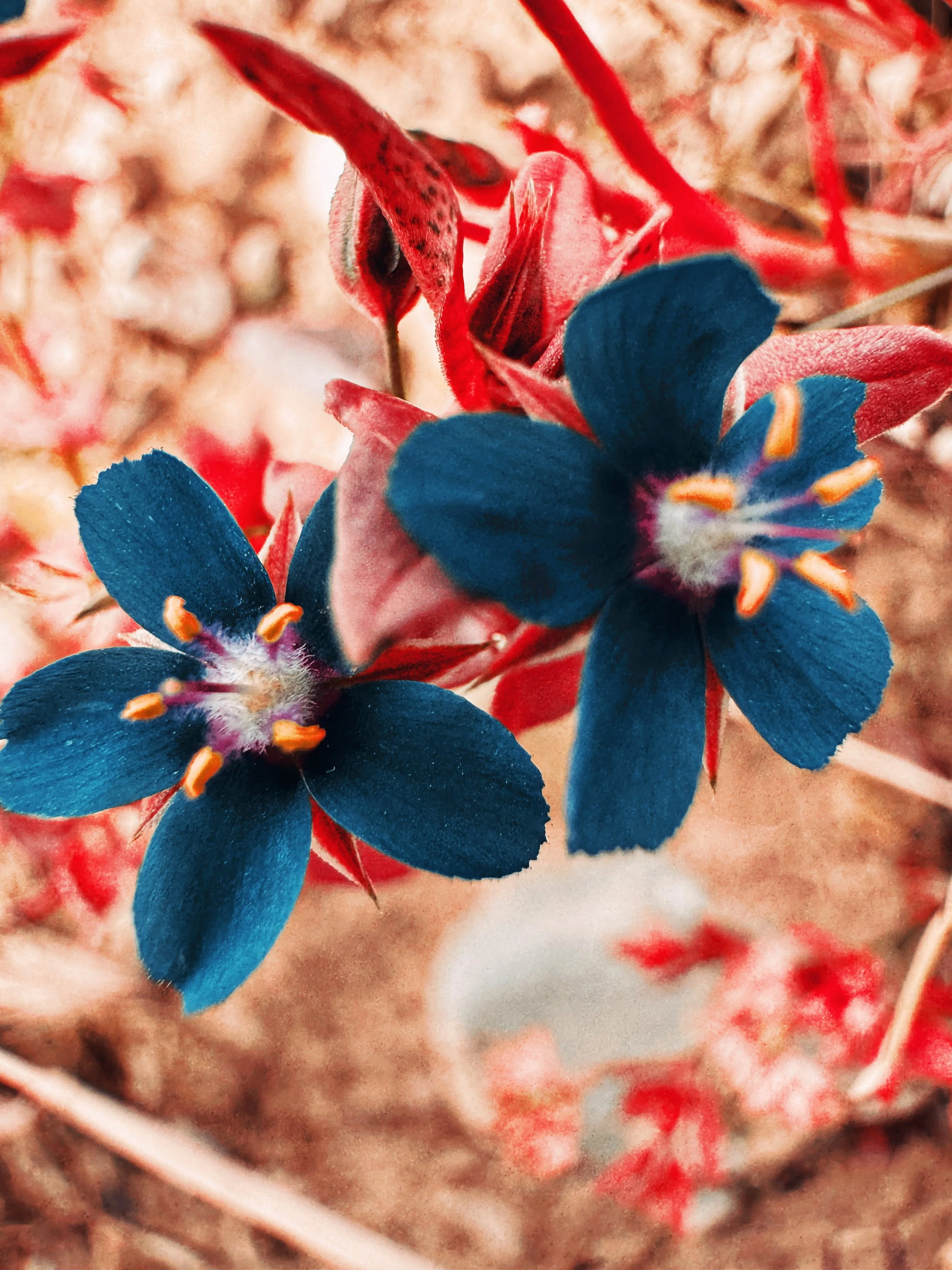 IMG_4190_Afterlight.JPG
