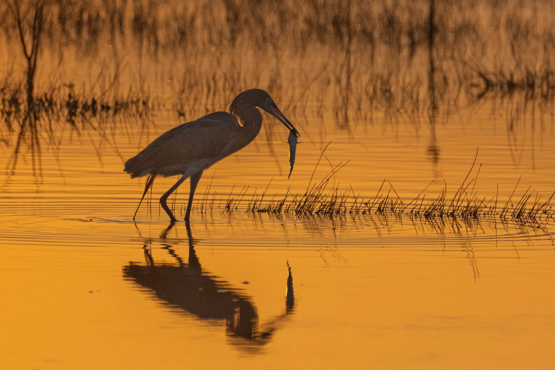 Early Morning Silhouette 