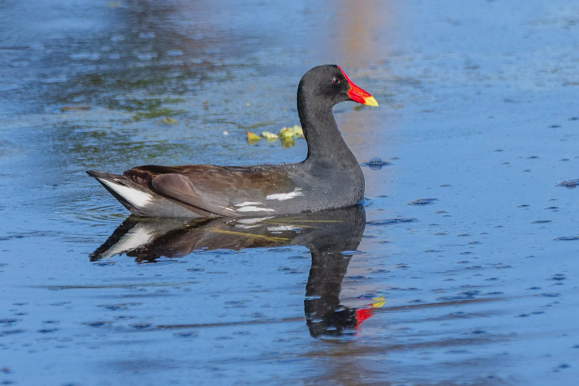 Common Gallinule