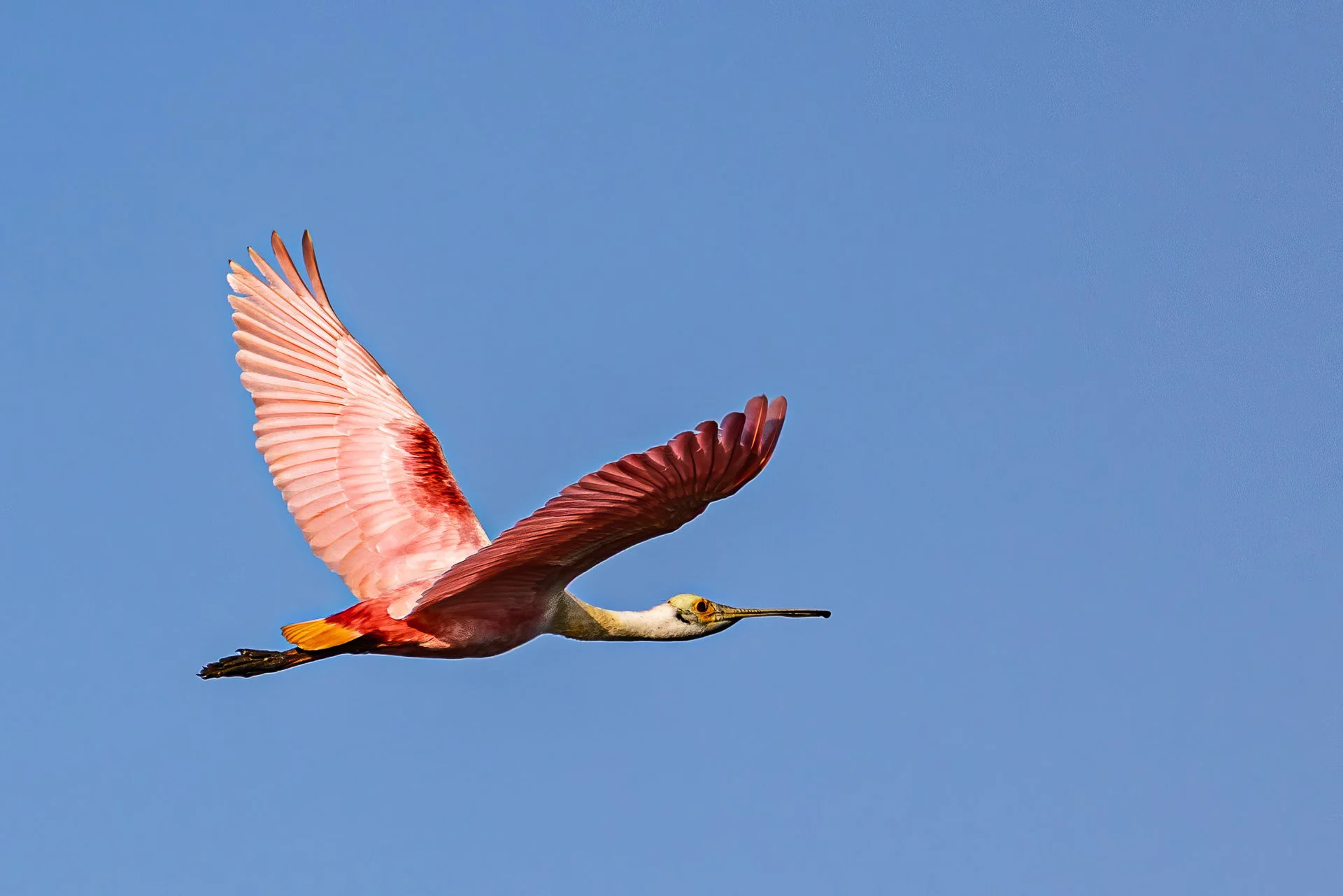 Roseate Spoonbills